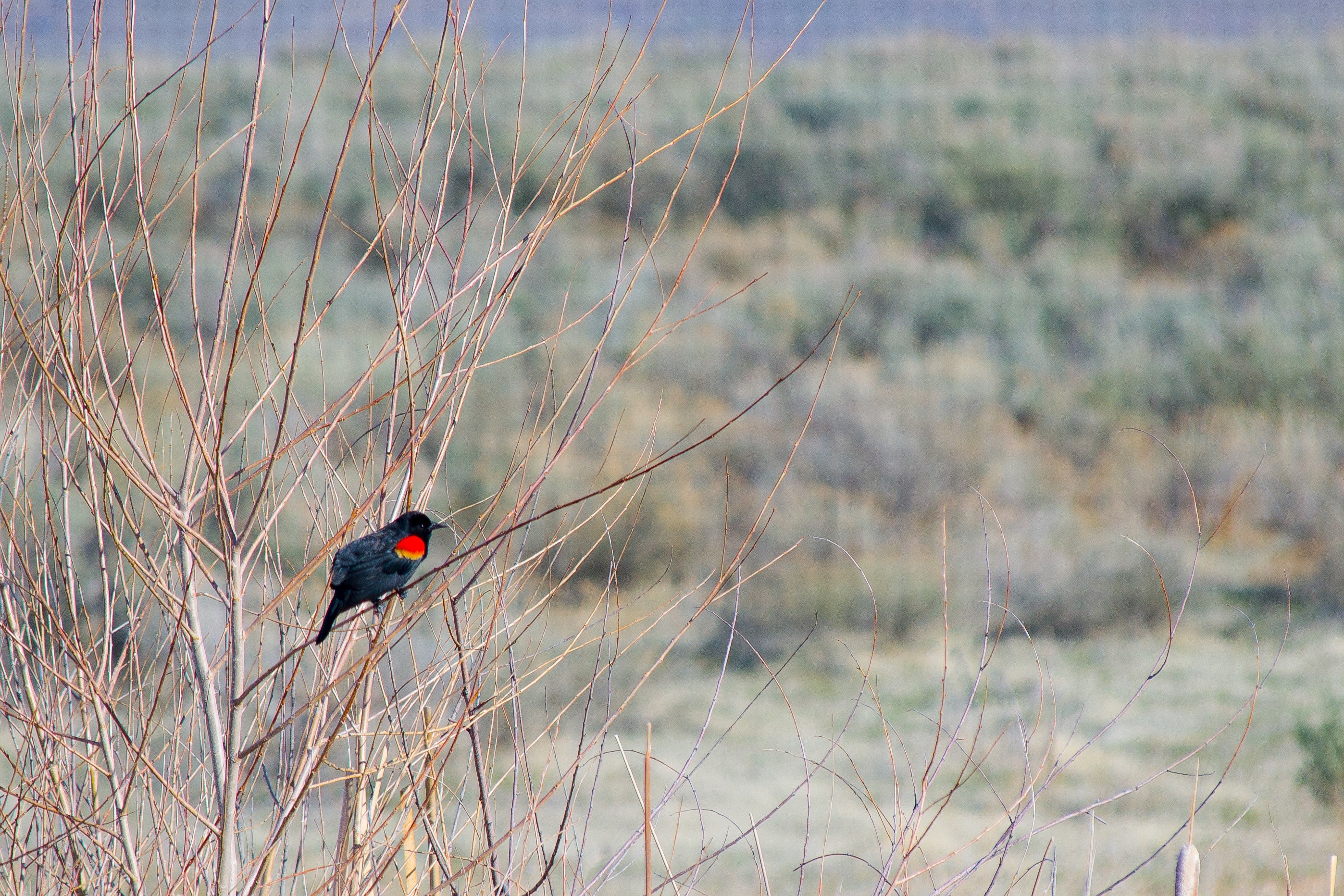 A black, red and yellow bird sits on a branch photo