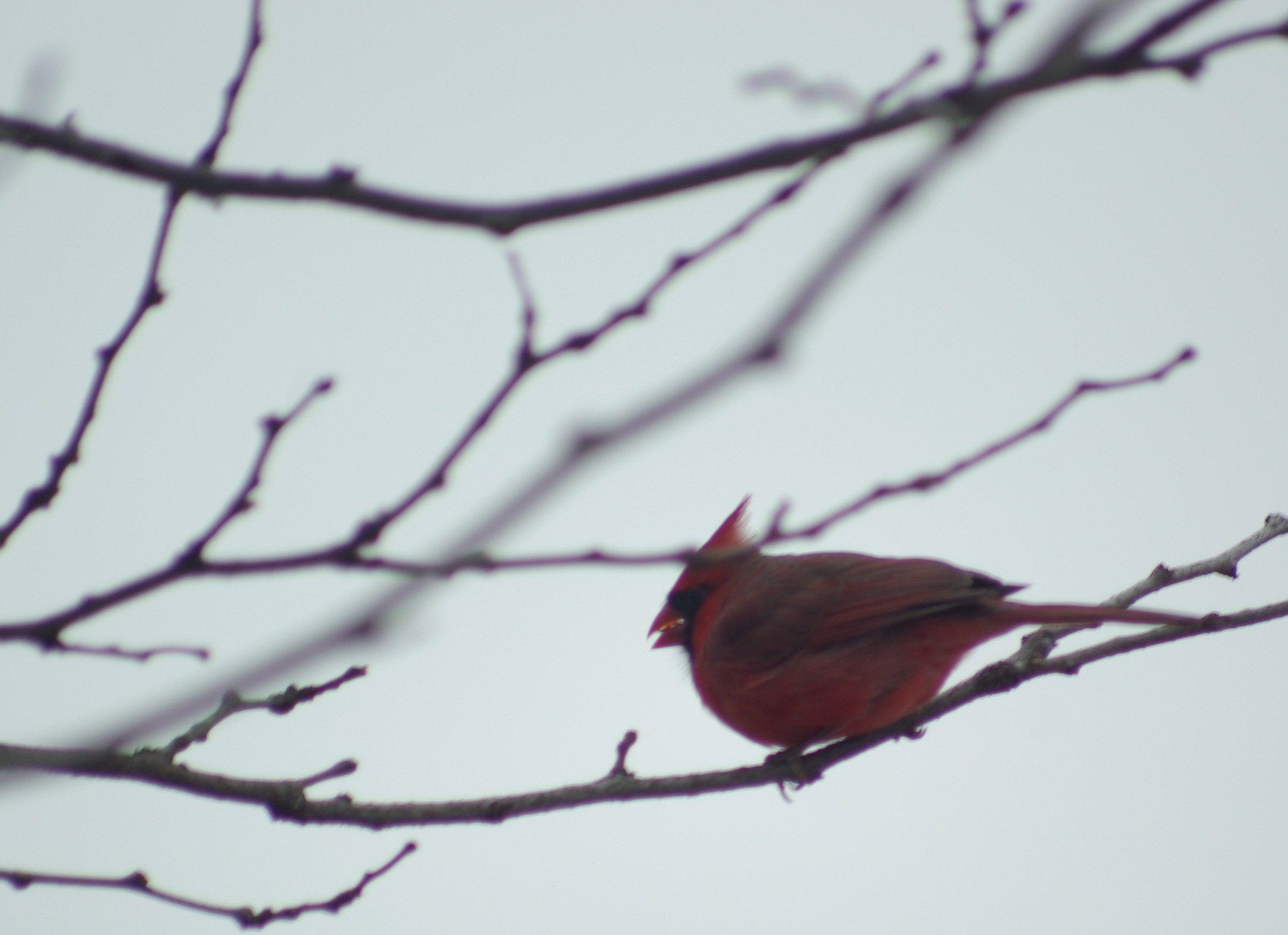 File:Male cardinal on a branch.jpg - Wikimedia Commons