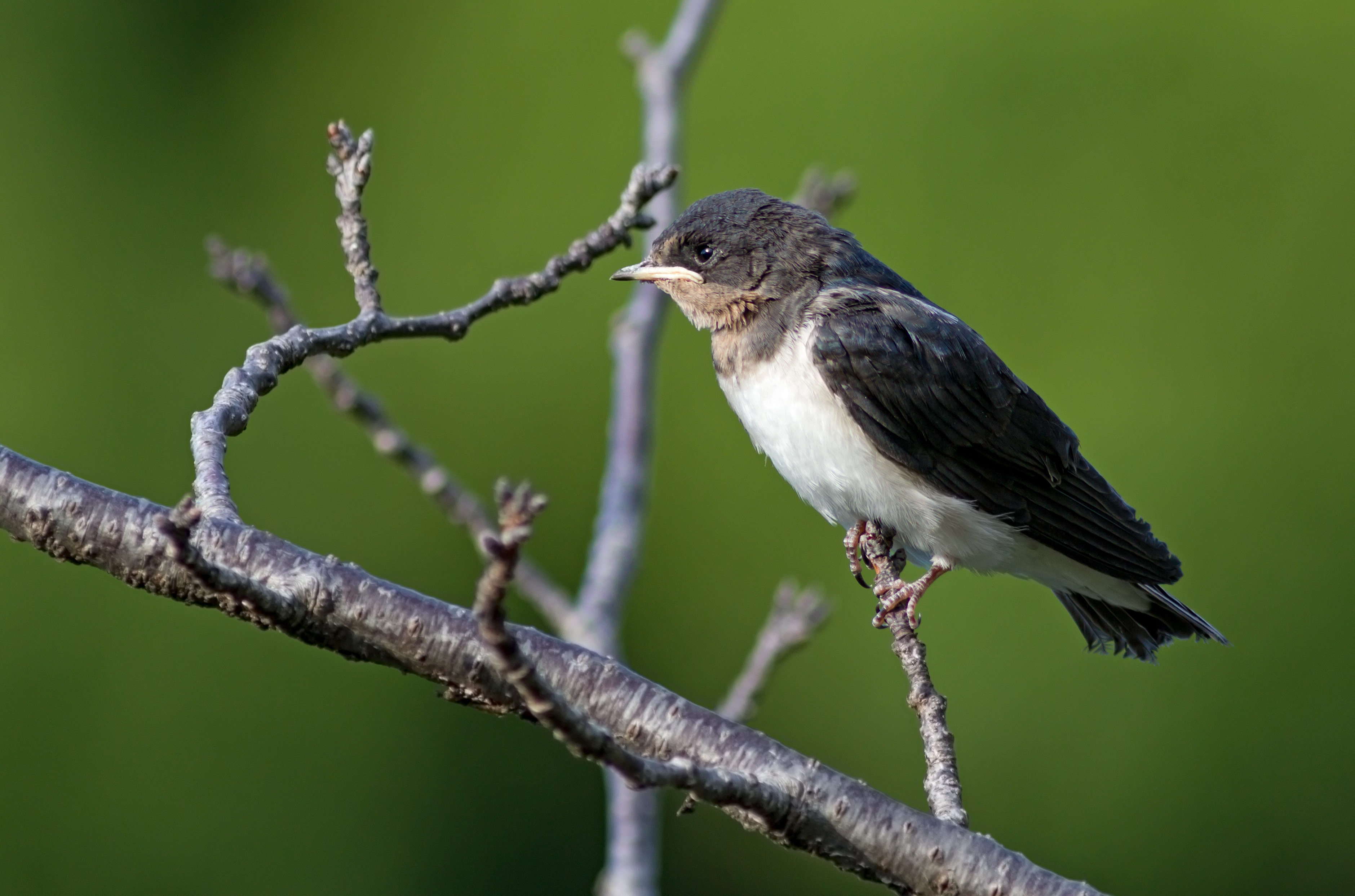 File:Small bird perching on a branch.jpg - Wikimedia Commons