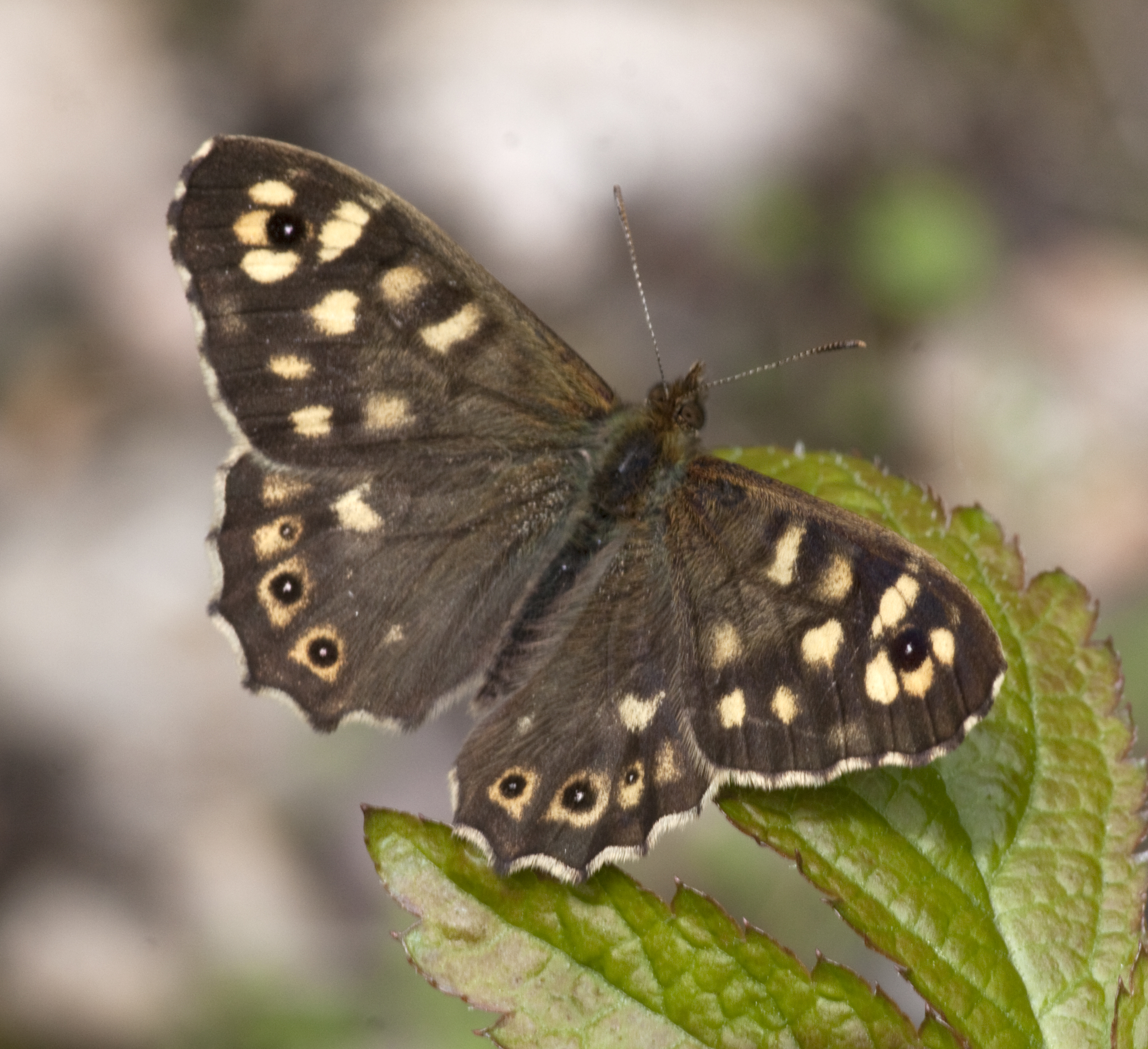 File:Brown Butterfly (4611211643).jpg - Wikimedia Commons