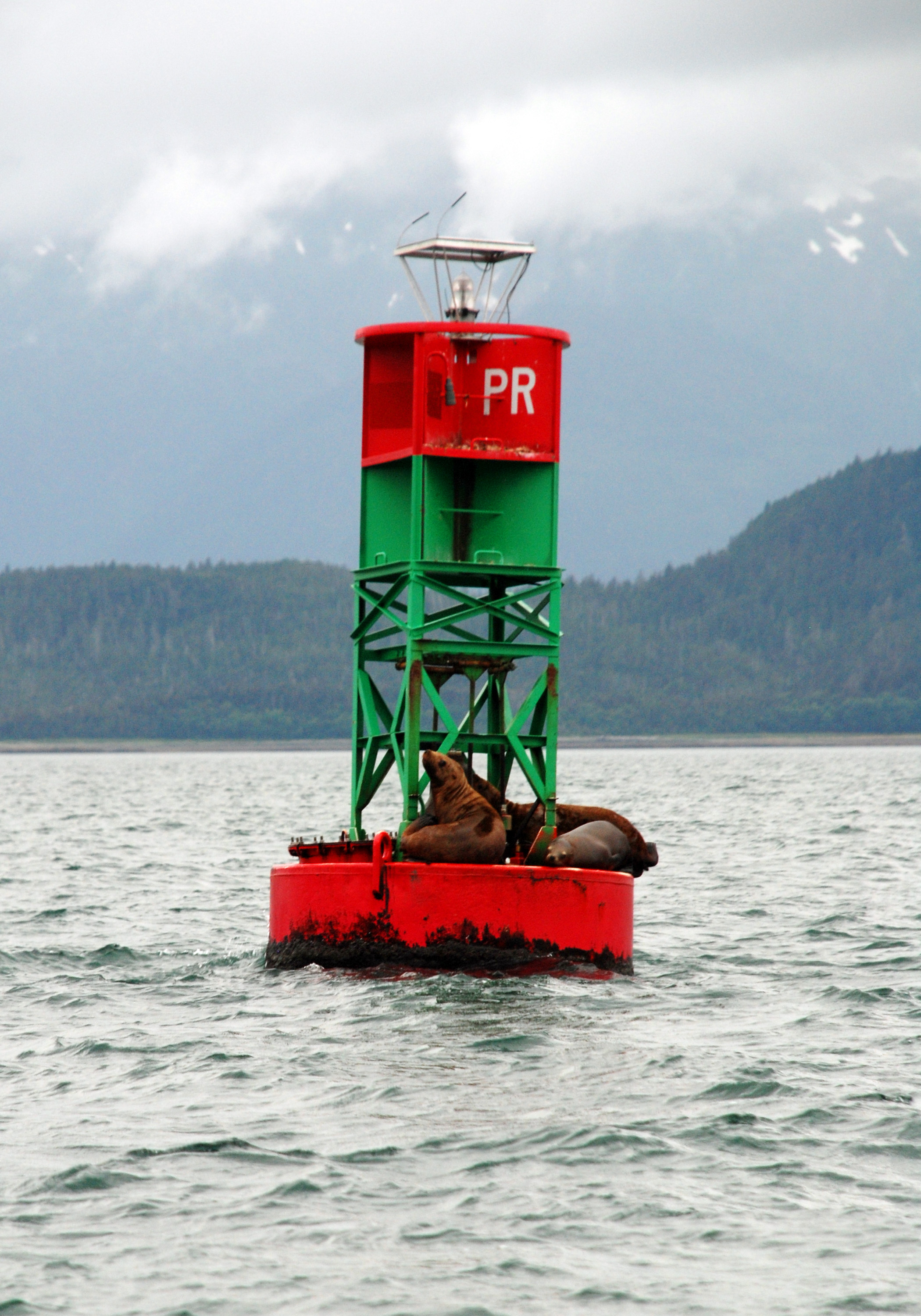 Sea Lions on a Buoy : Travel Wallpaper and Stock Photo
