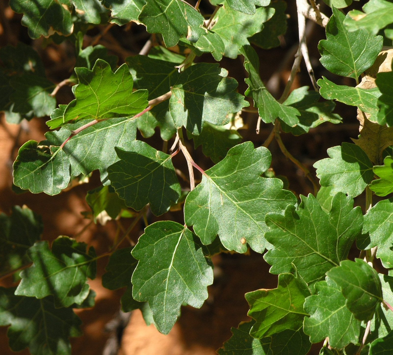 File:Leaves of another bush in Arches NP.jpeg - Wikimedia Commons