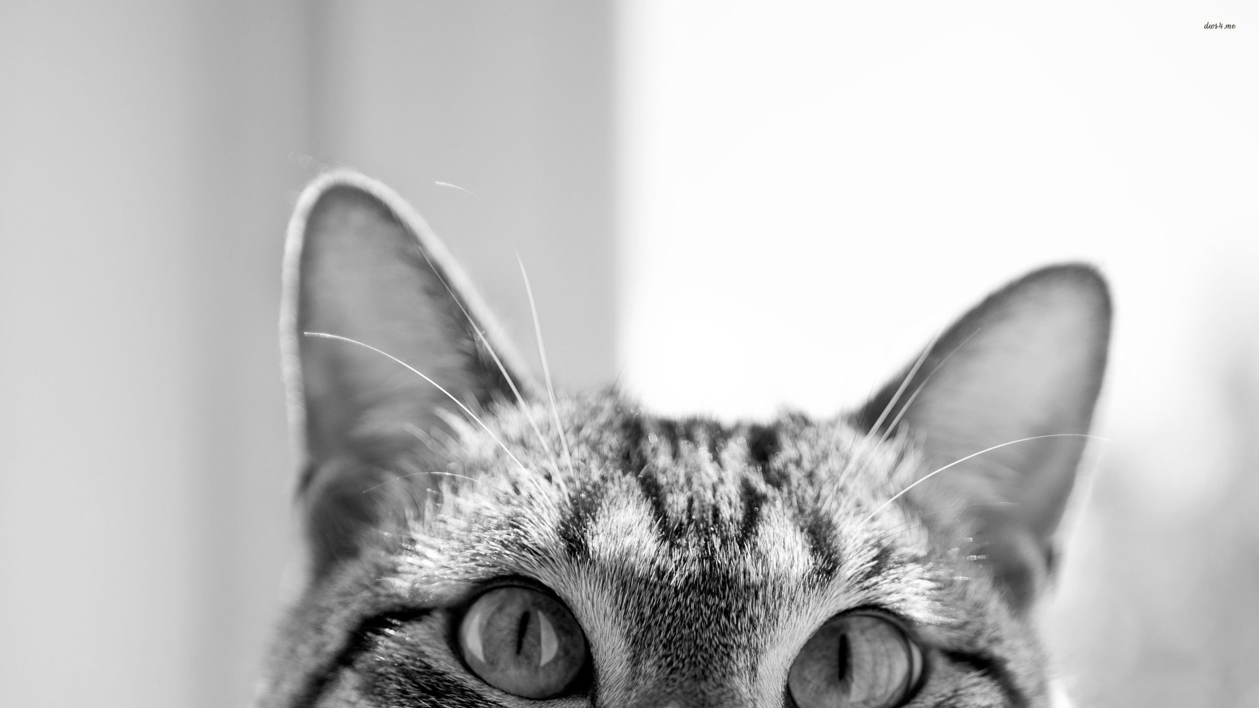 hipster cat | Hipster Cat Desktop Backgrounds Cat wallpaper ...