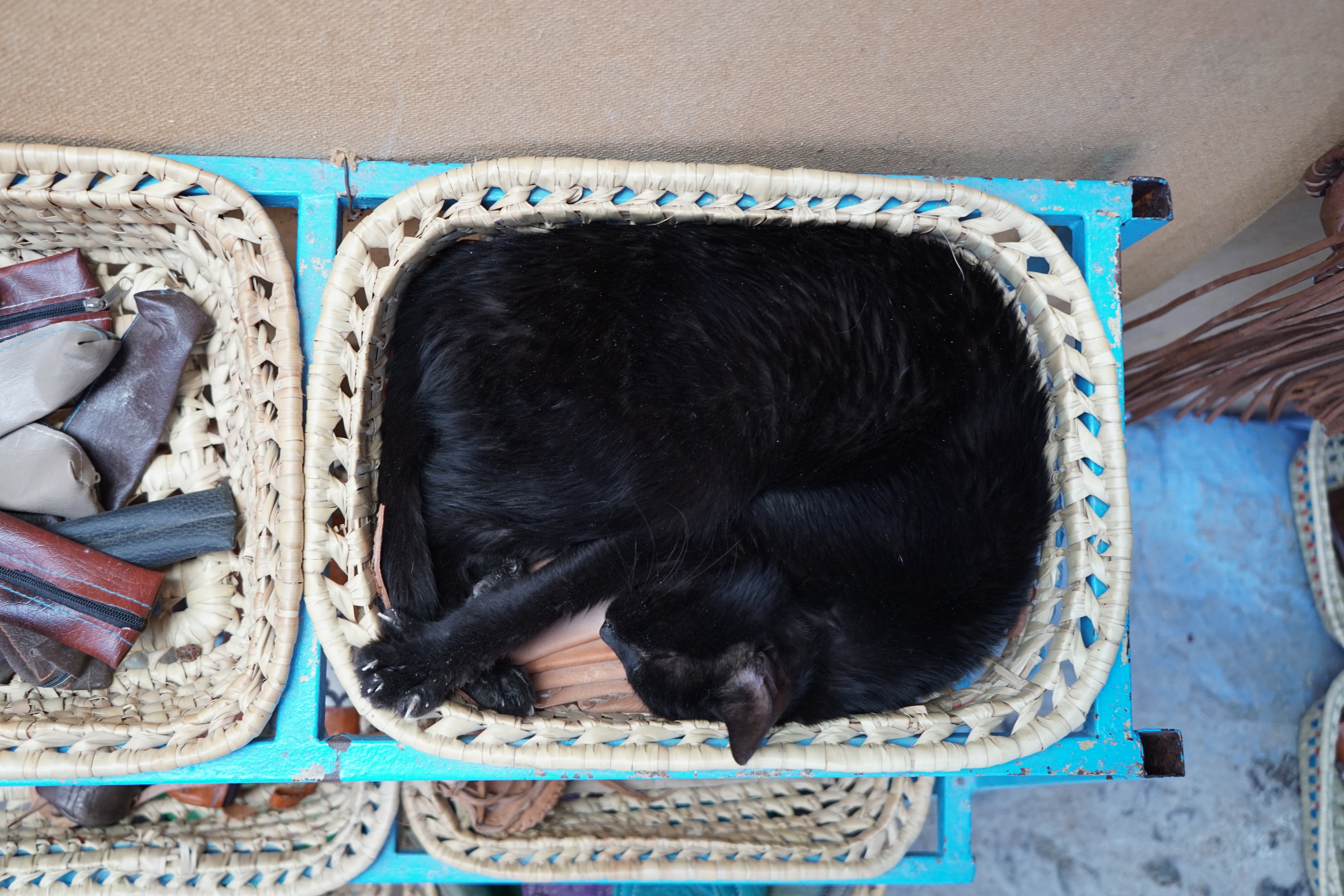 A cat in a basket photo