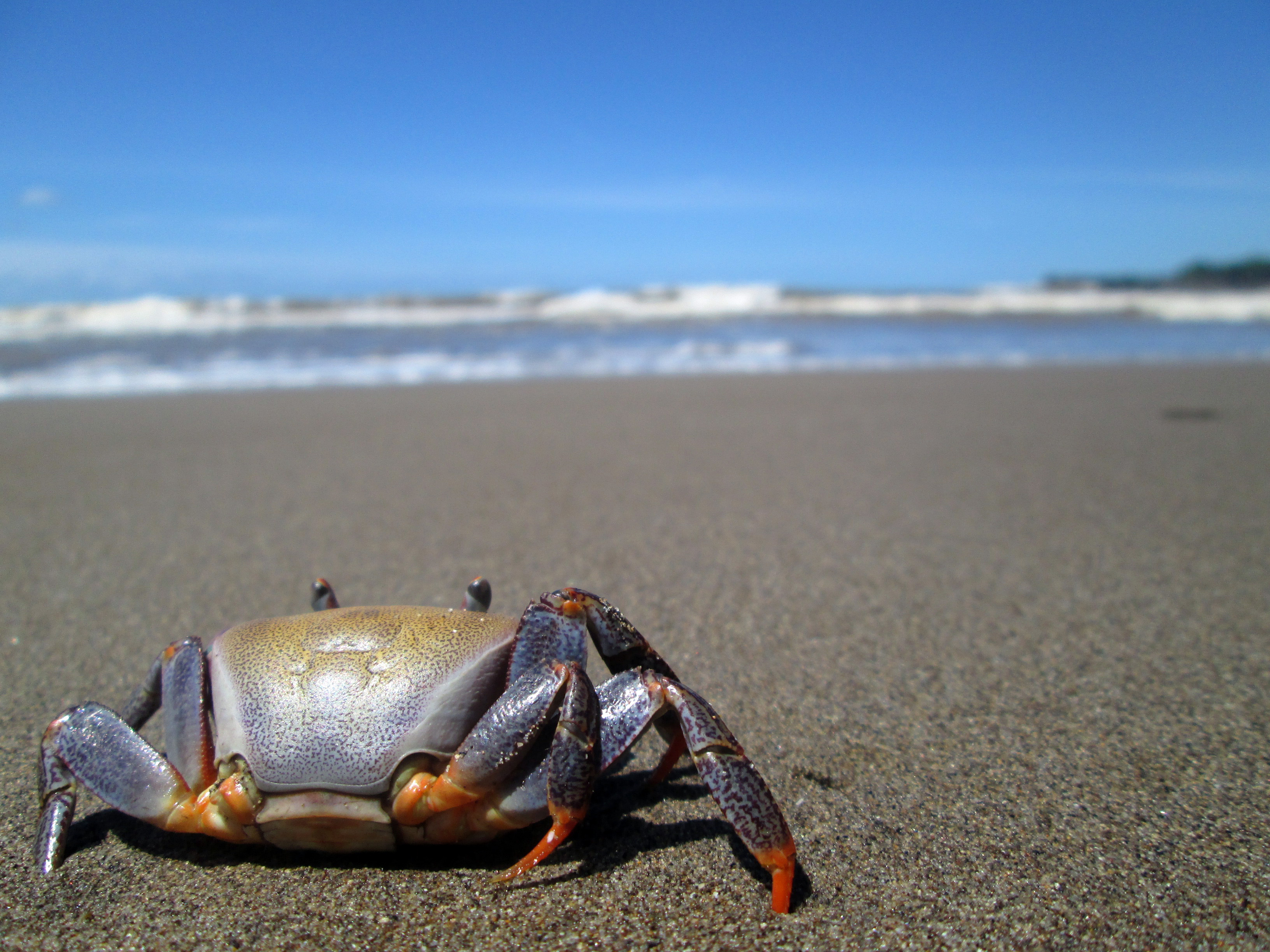 A crab at the beach staring at the sea photo