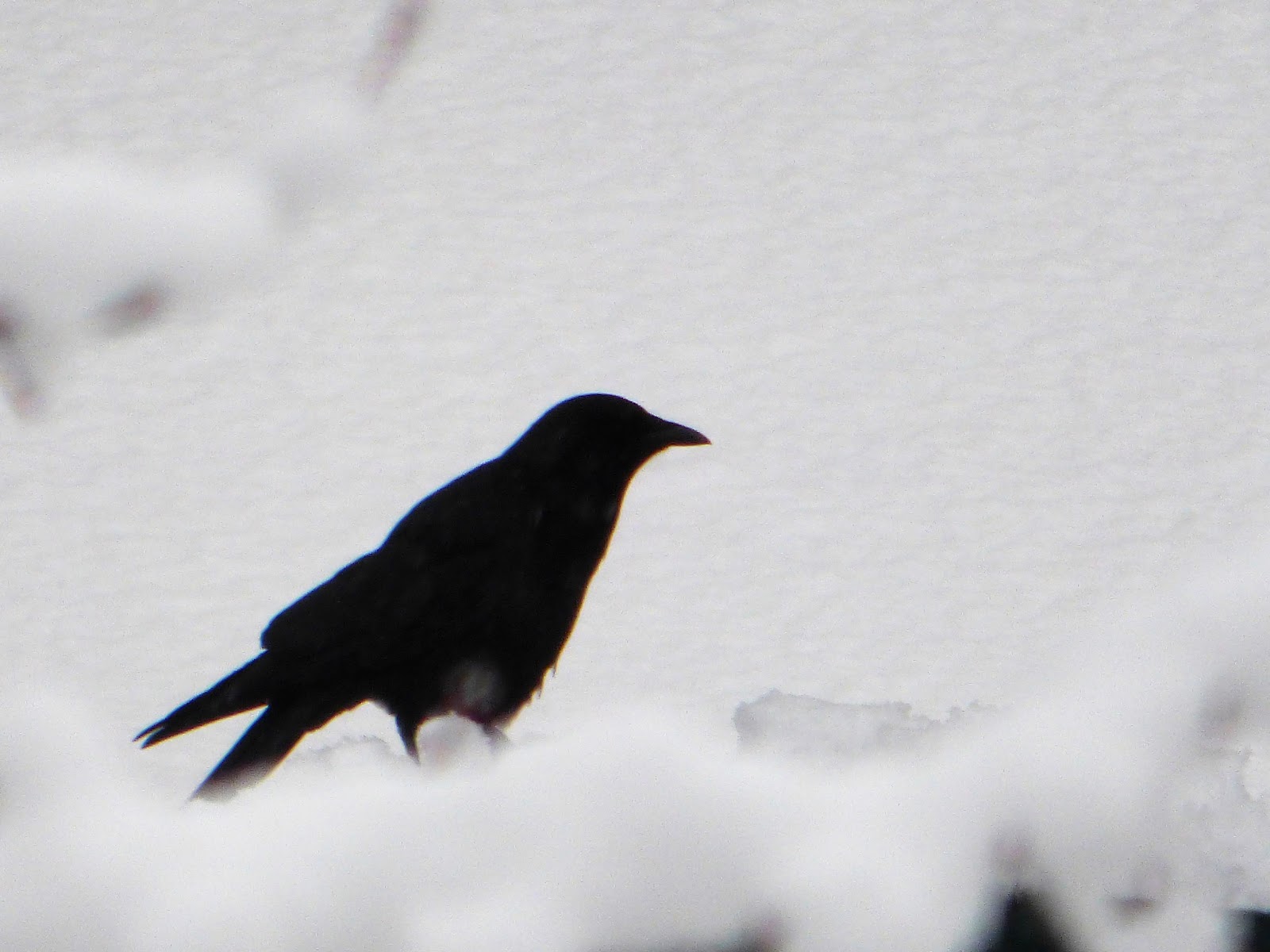 Geotripper's California Birds: Christmas Crows in Issaquah