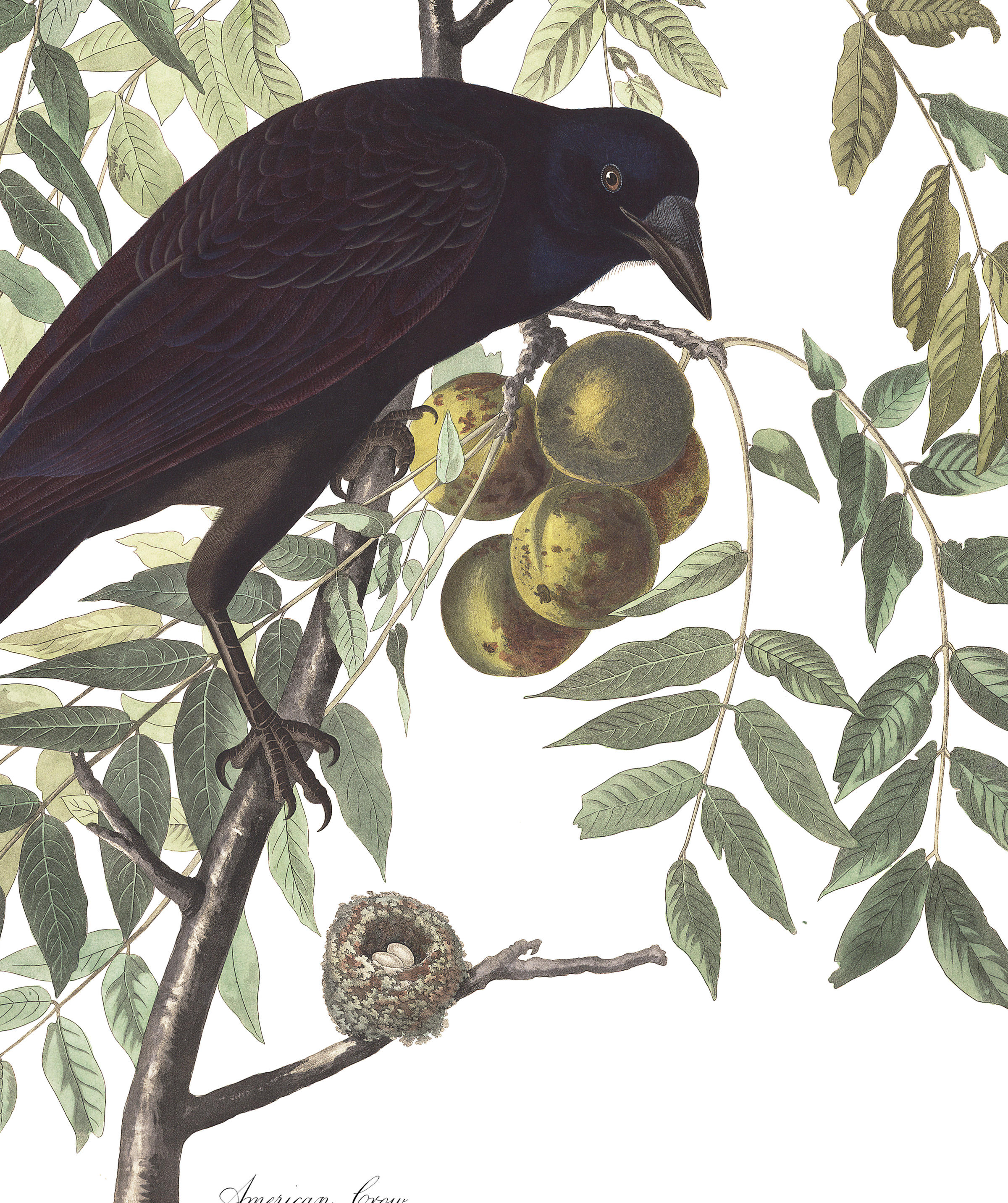 American Crow | John James Audubon's Birds of America