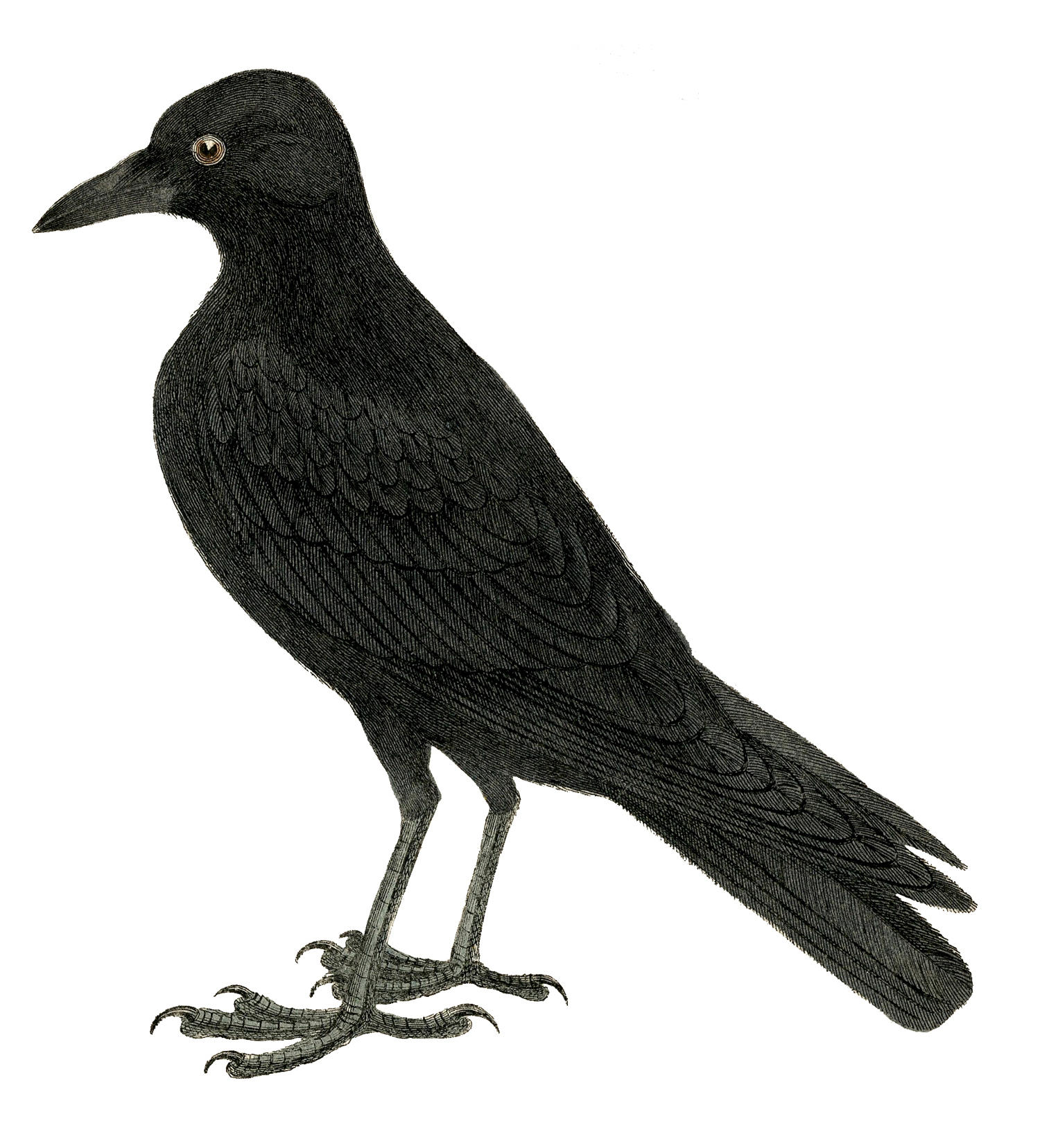 Halloween Crow Image or Raven - The Graphics Fairy