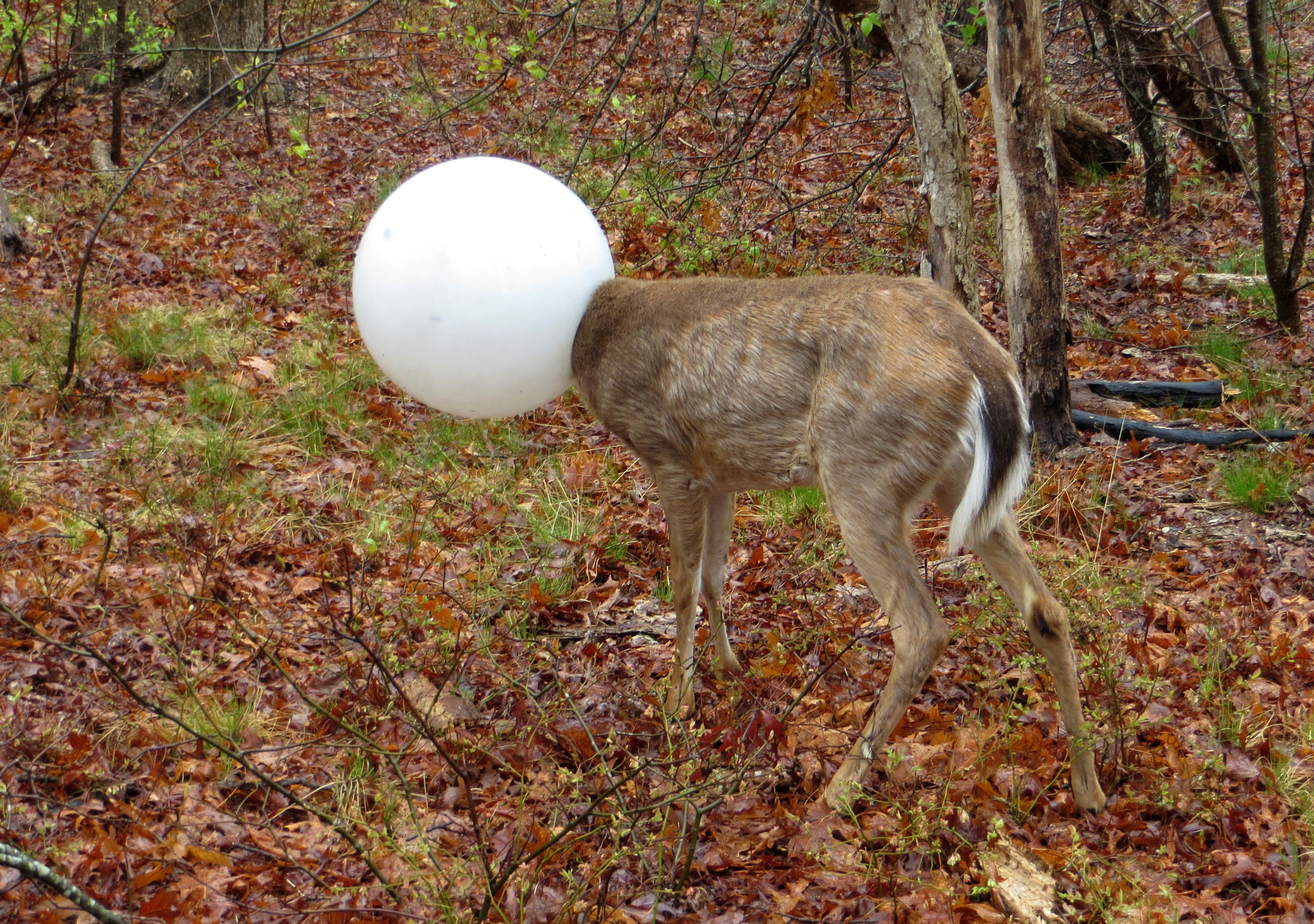 Deer Gets Head Stuck in Light Globe: Photo | Time