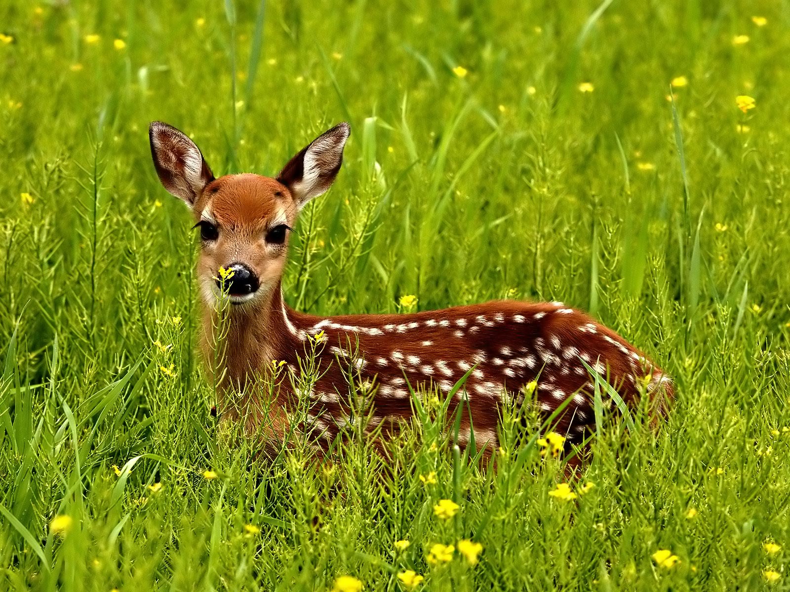 The meaning of the dream in which you saw «Deer»