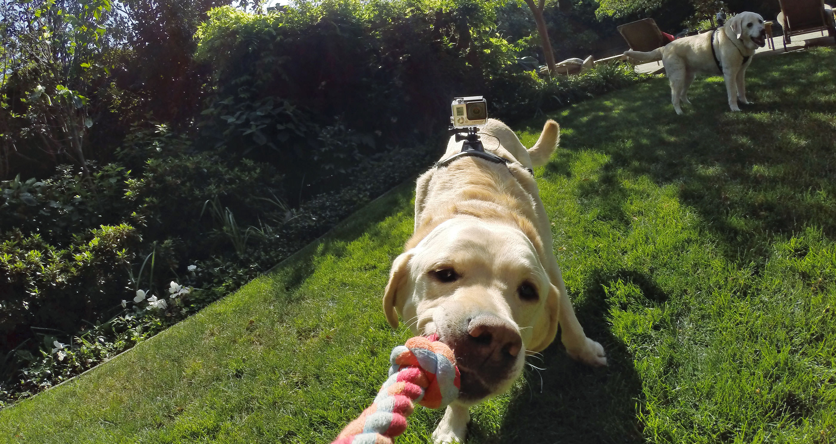 GoPro - Fetch (Dog Harness) - FunSportz