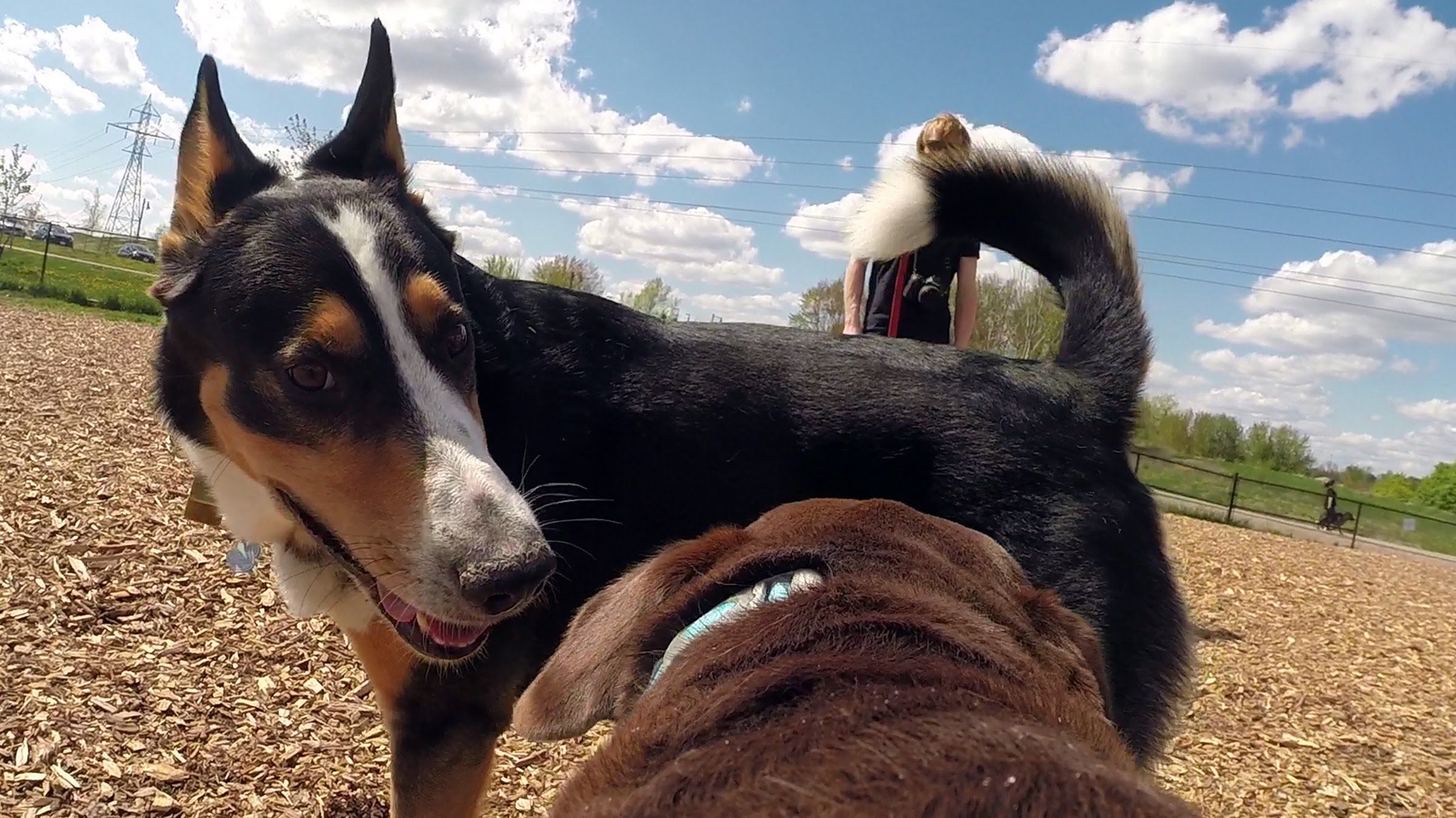 A Dog's Point of View at the Dog Park (GoPro) | POV Film Photo 2 ...