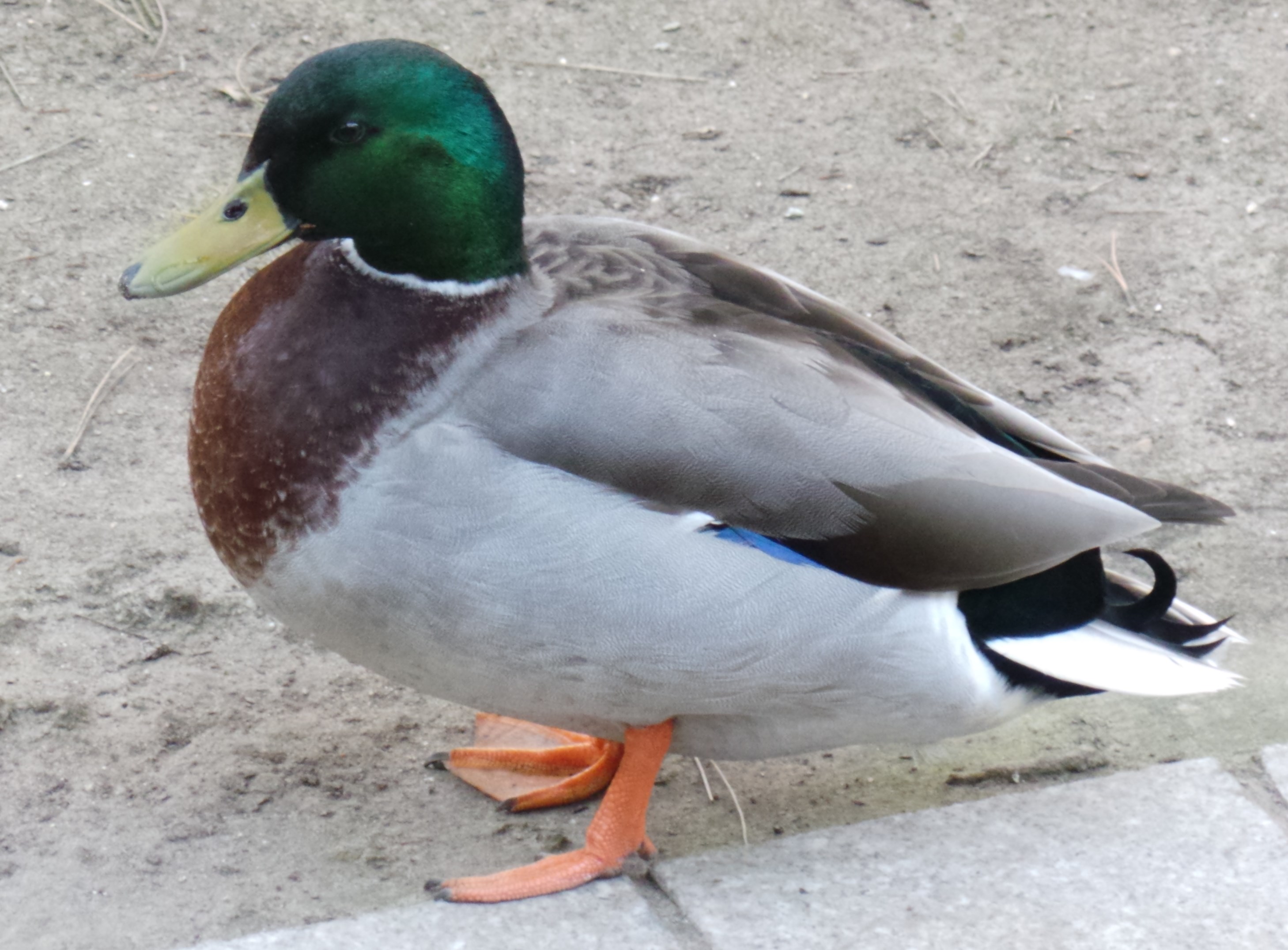 File:A duck see in Suffolk.JPG - Wikimedia Commons