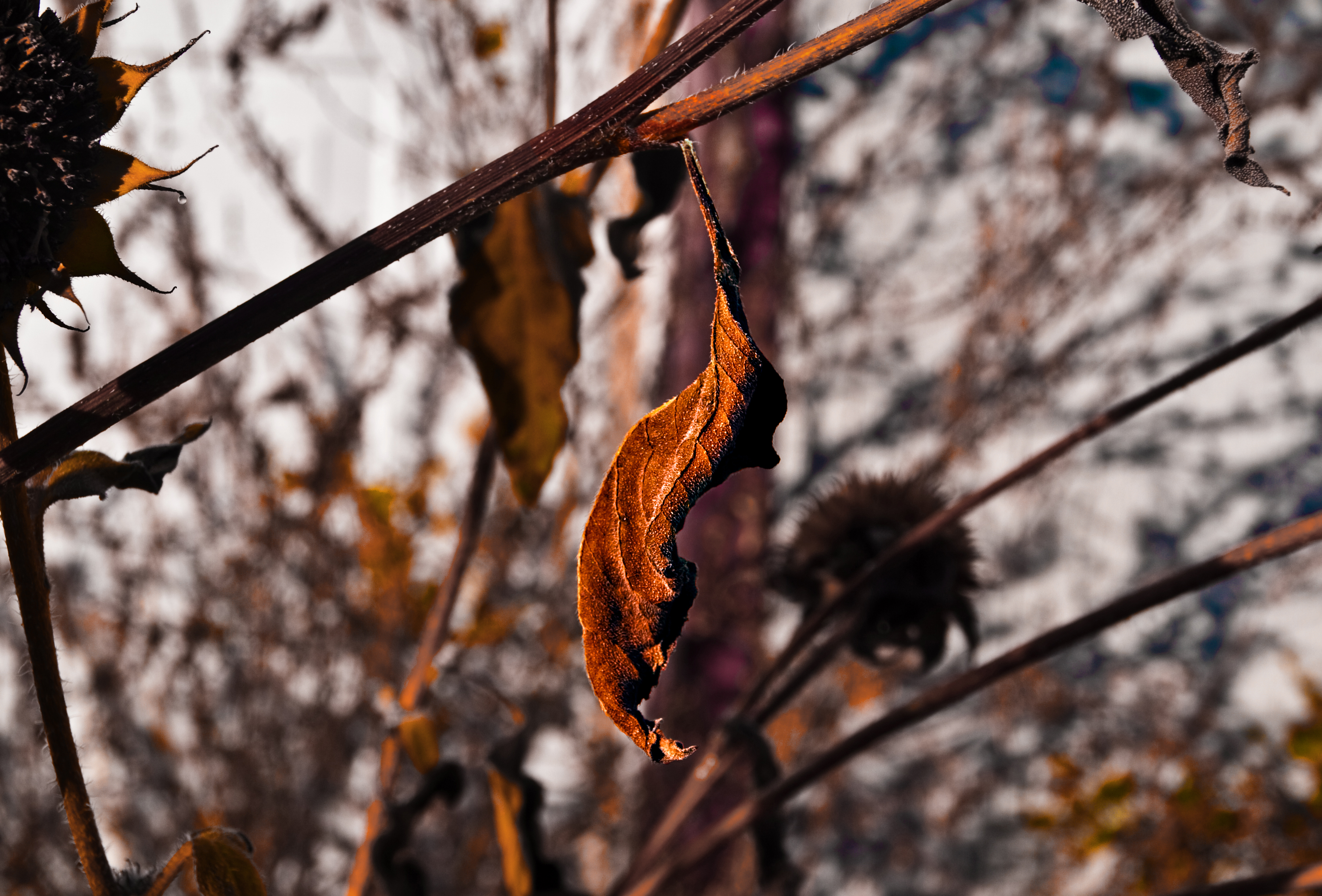 Leaf | A Dreamer Walking