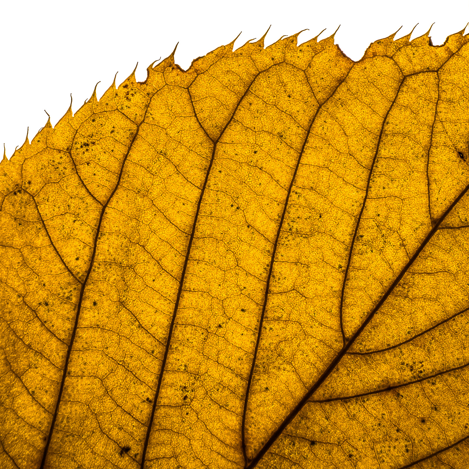 Winter Photography V; Dying Leaf Structure | The Wandering Lensman