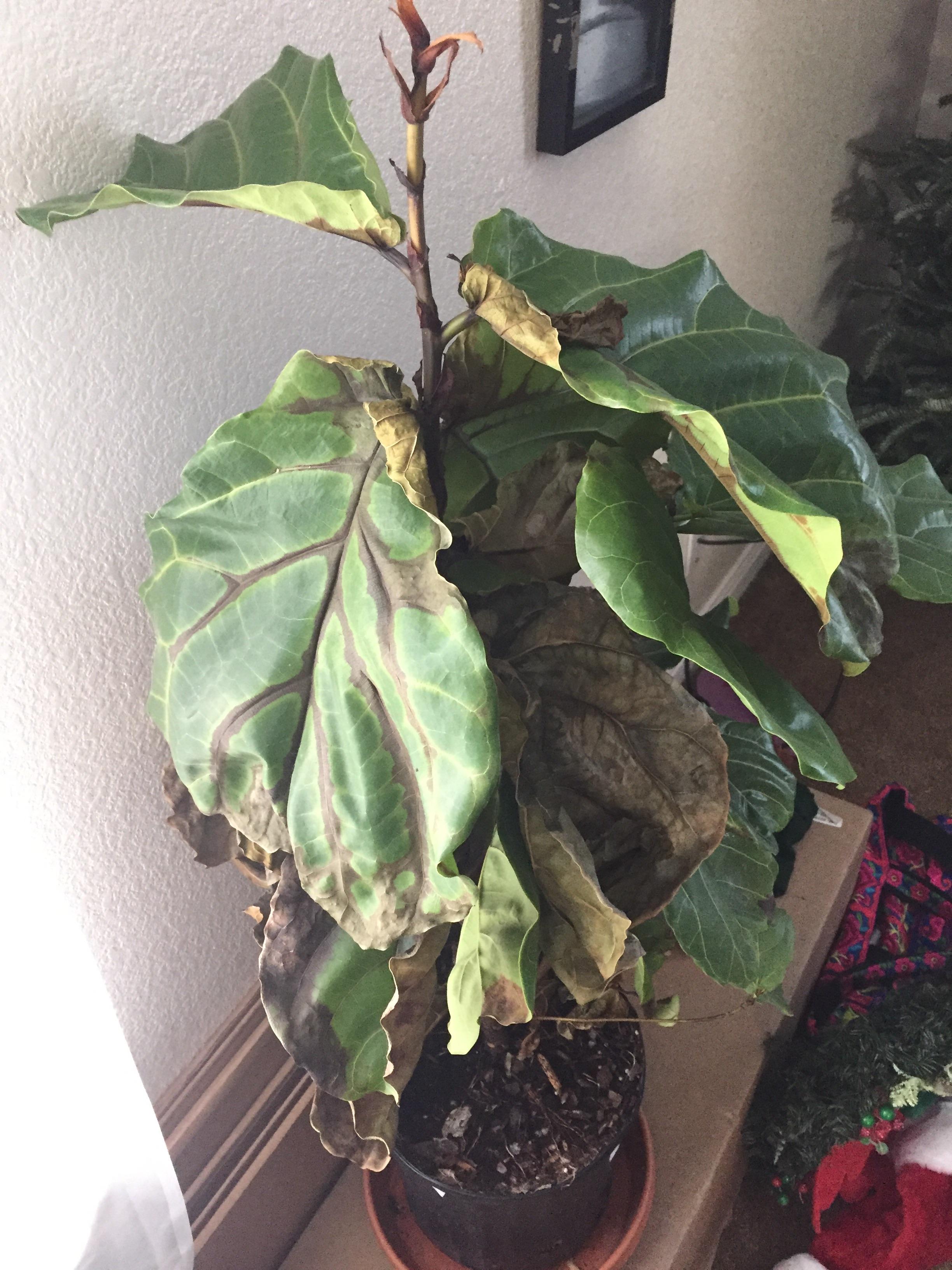 Is Fiddle Leaf Fig tree dying? : plantclinic