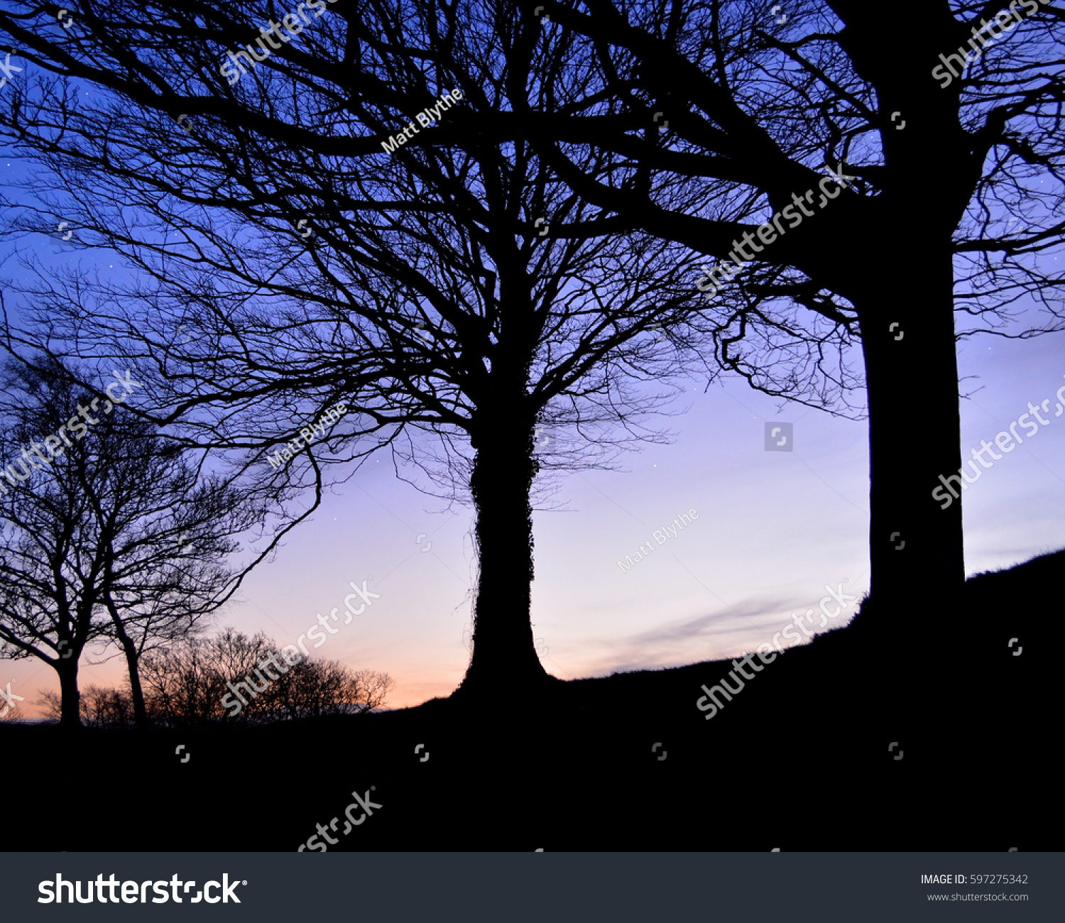 Trees Silhouette Against Backdrop Colourful Fading Stock Photo ...