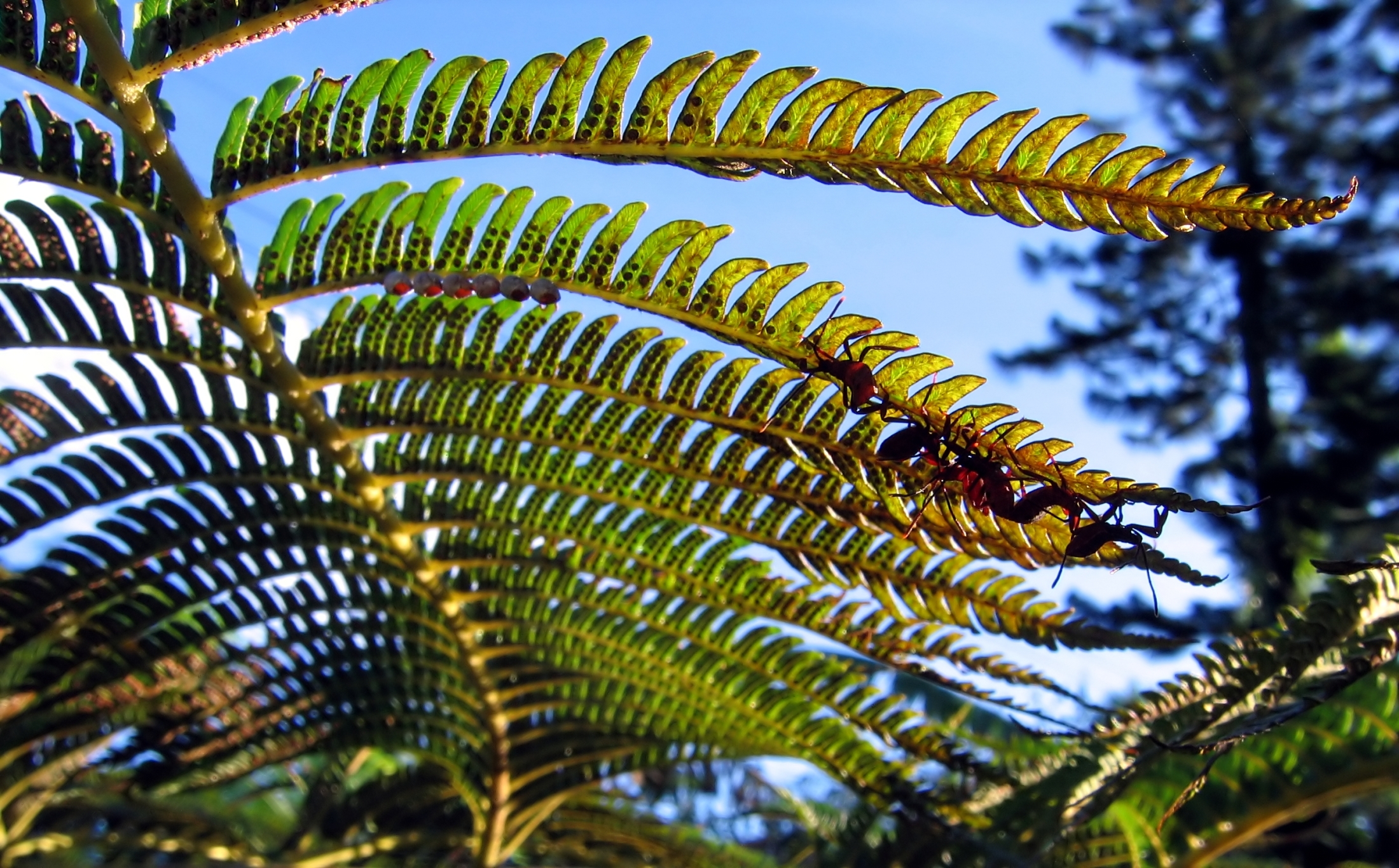 A fern seen from below photo