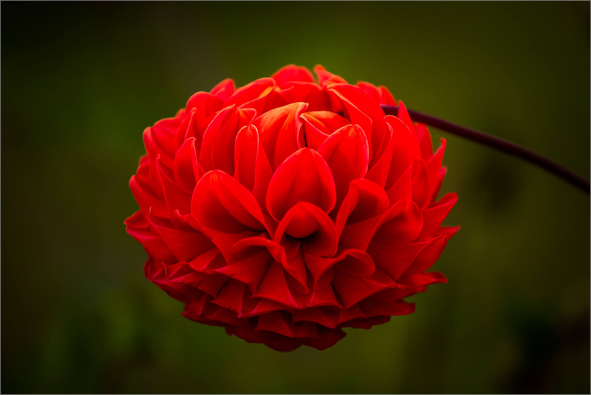 A flower from Yunnan | Christopher Martin Photography