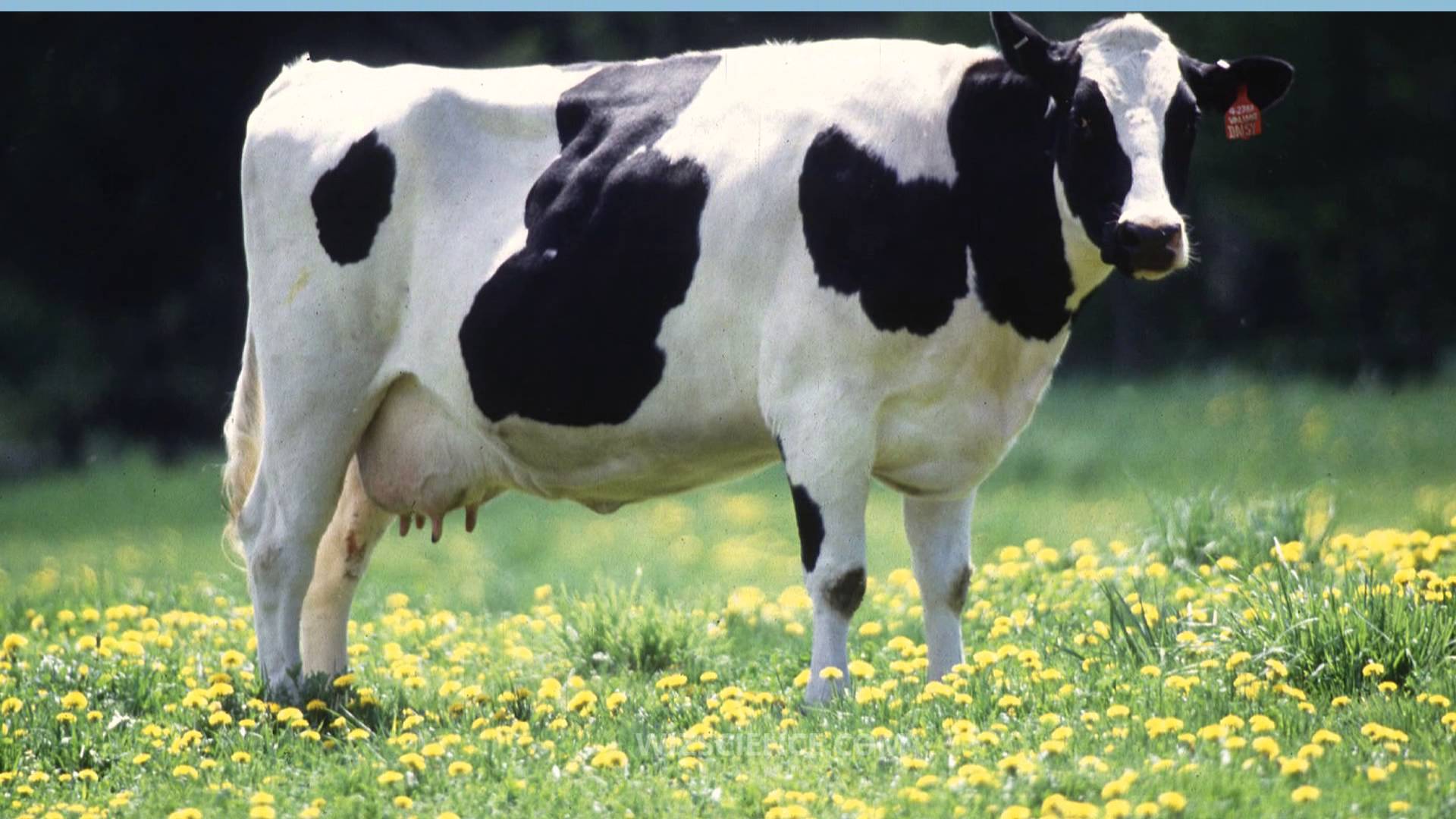 Holstein Friesian cattle - Video Learning - WizScience.com - YouTube