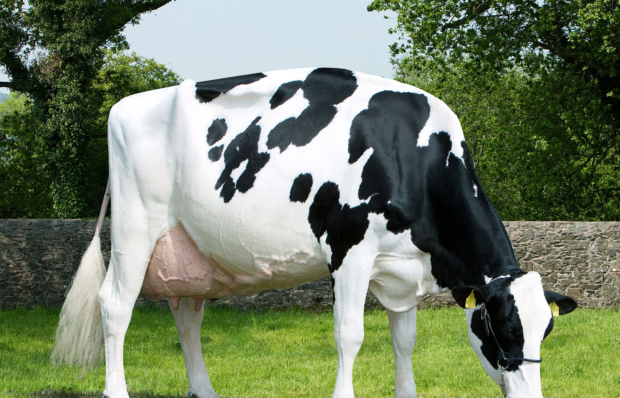 Holstein Friesian cattle Cow Photos HD Wallpapers – Animals And Birds