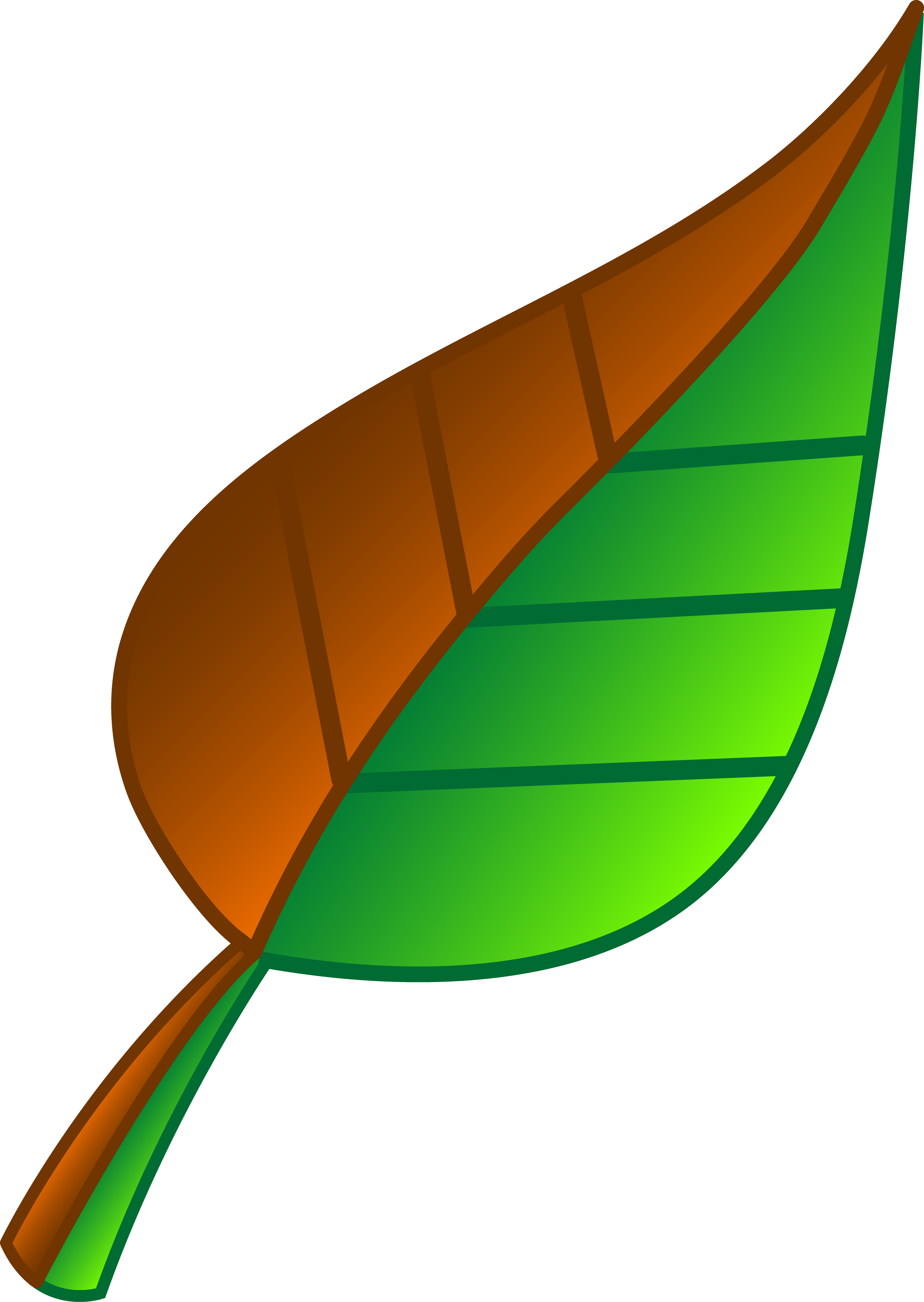 A green leaf photo