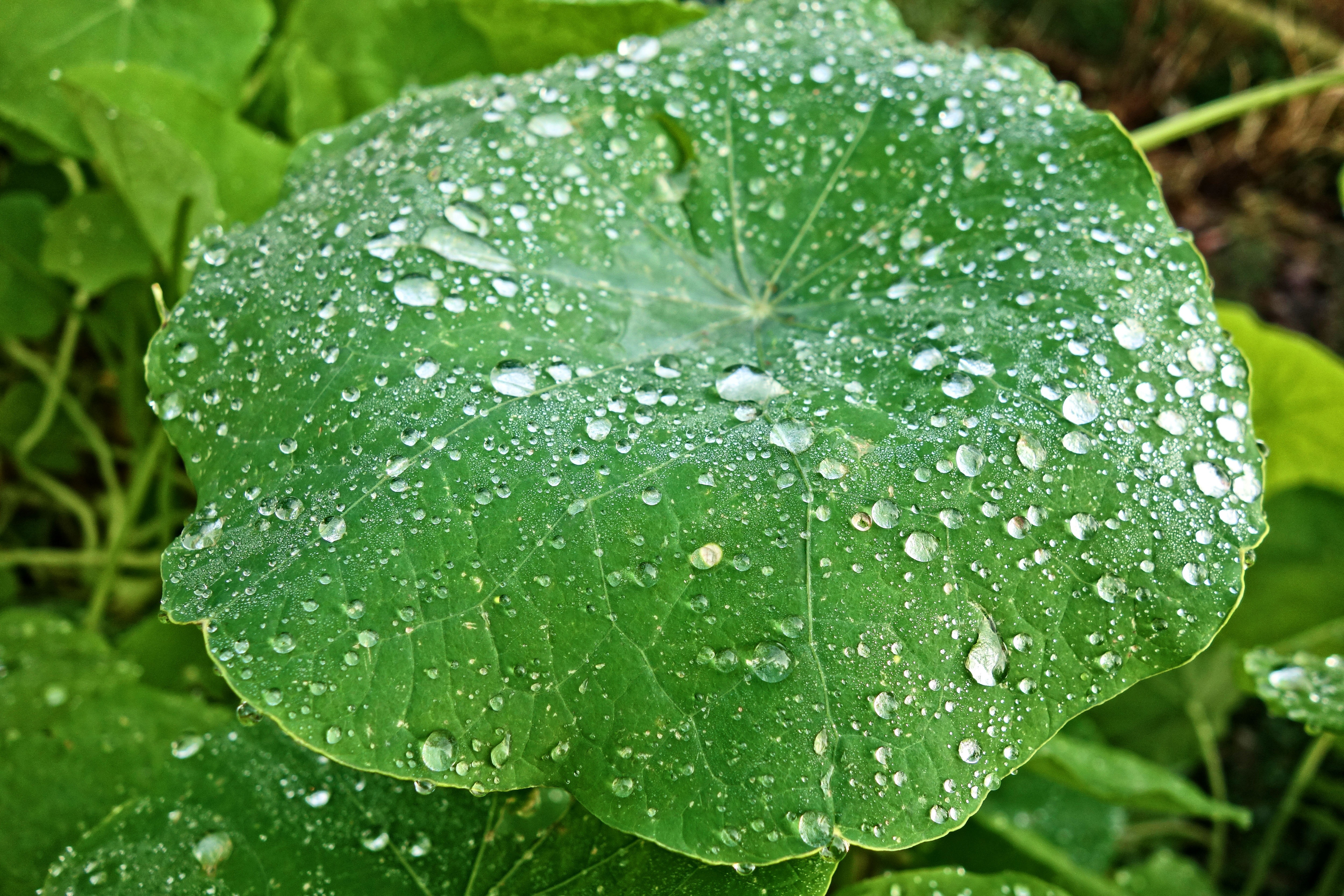 Water on a green leaf image - Free stock photo - Public Domain photo ...