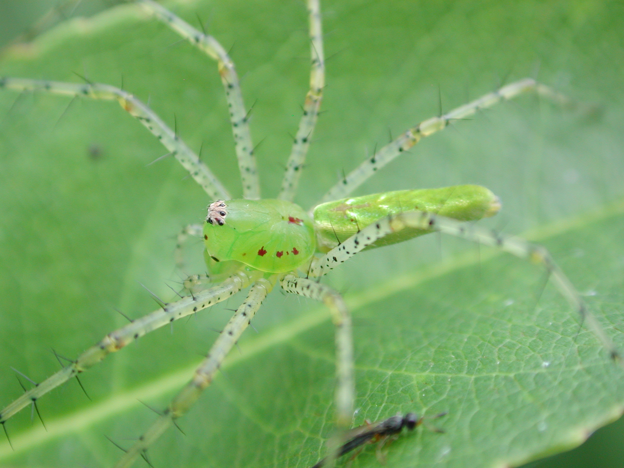 File:Green lynx spider.JPG - Wikimedia Commons