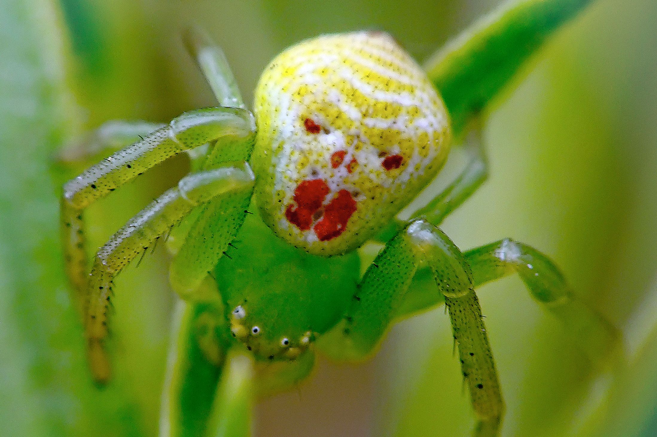 A bright green clown face spider bears a startling resemblance to ...