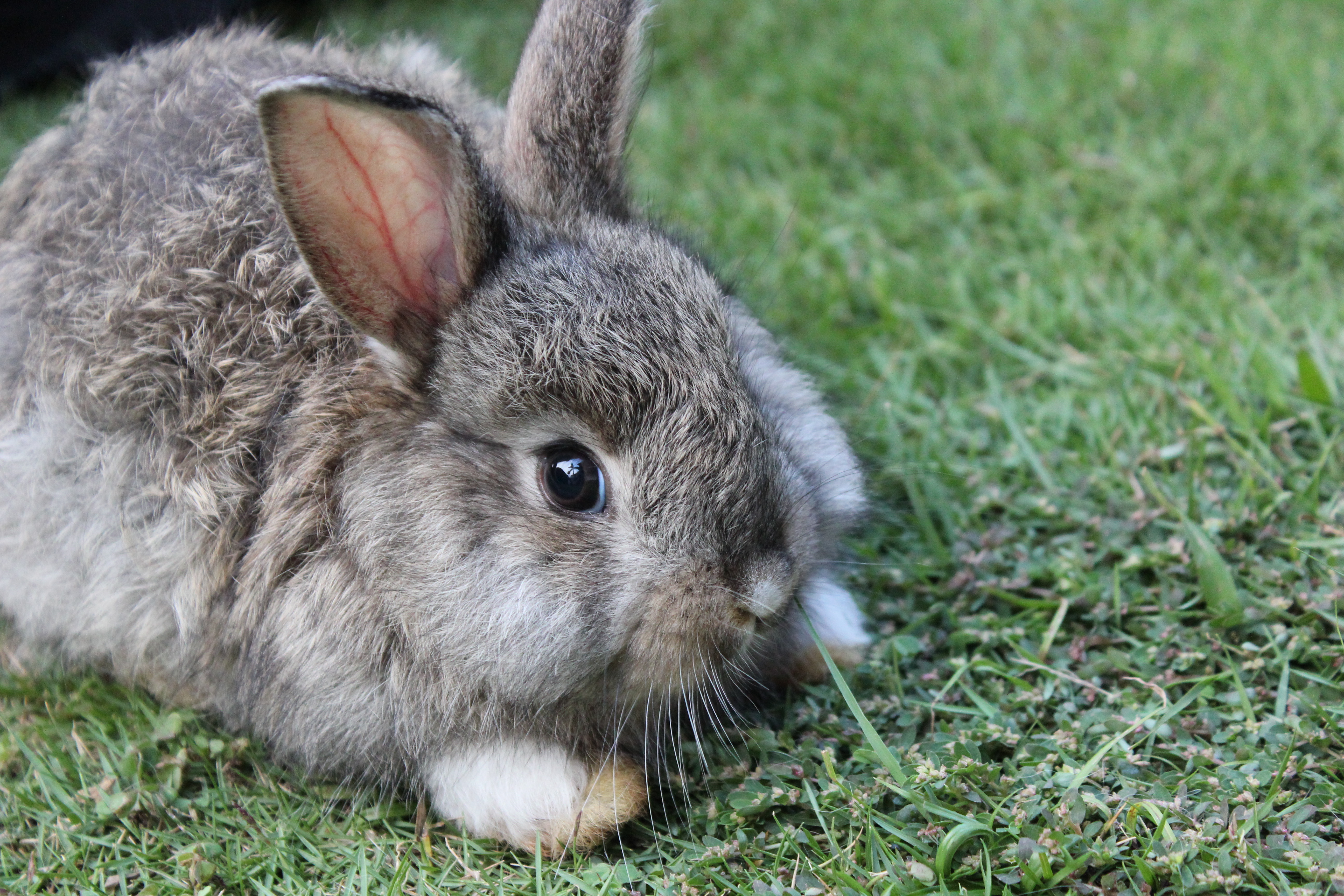 Free Photo A Grey Brown Baby Bunny Rabbit Relaxing Grey
