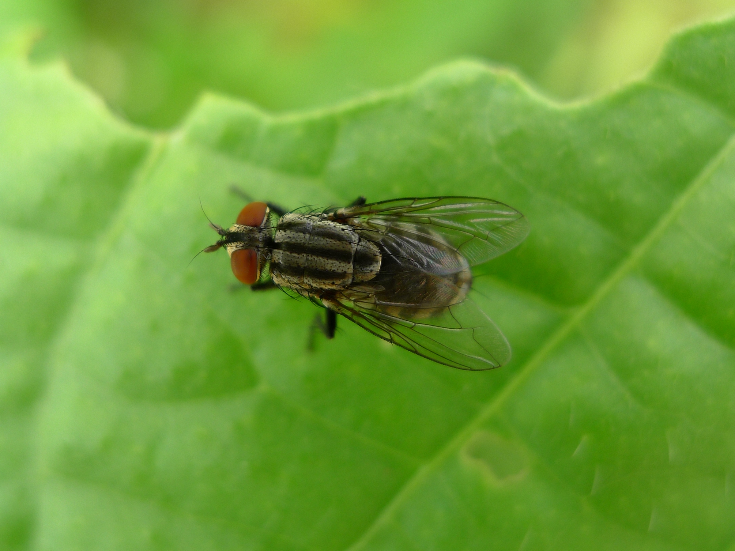 File:Grey and black striped fly with brown eyes (5693867603).jpg ...