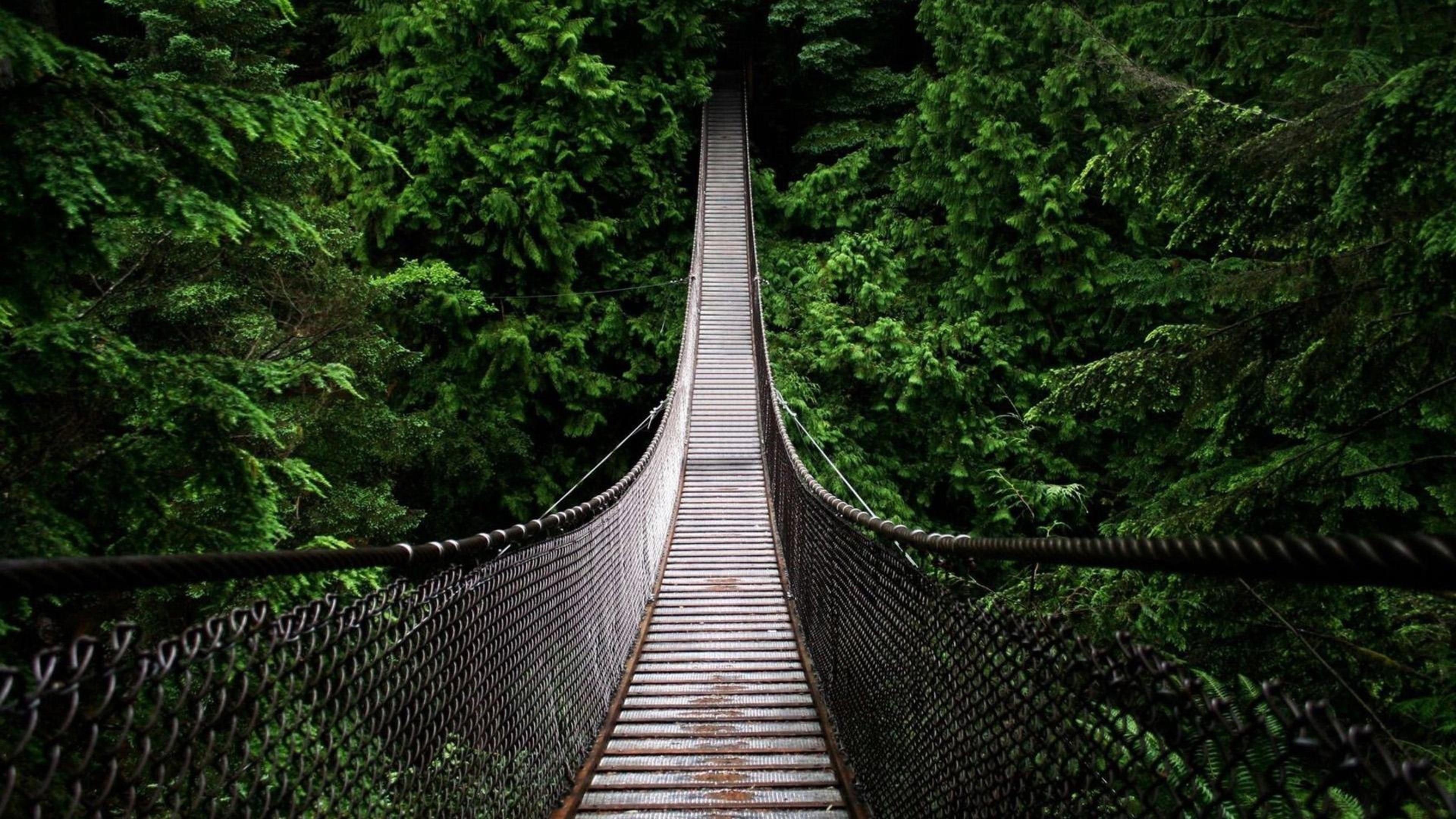 A hanging bridge photo