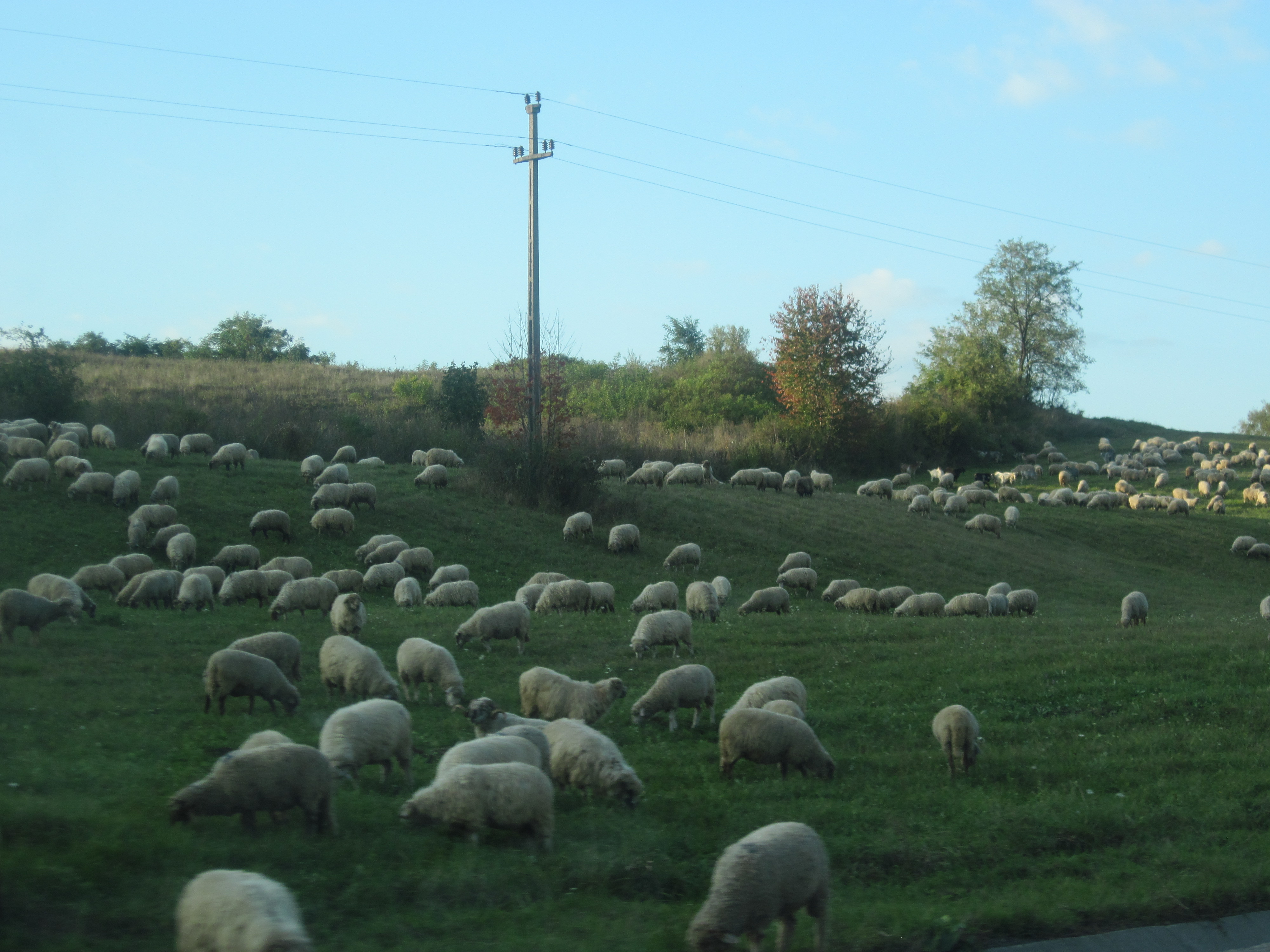 A herd of sheep photo