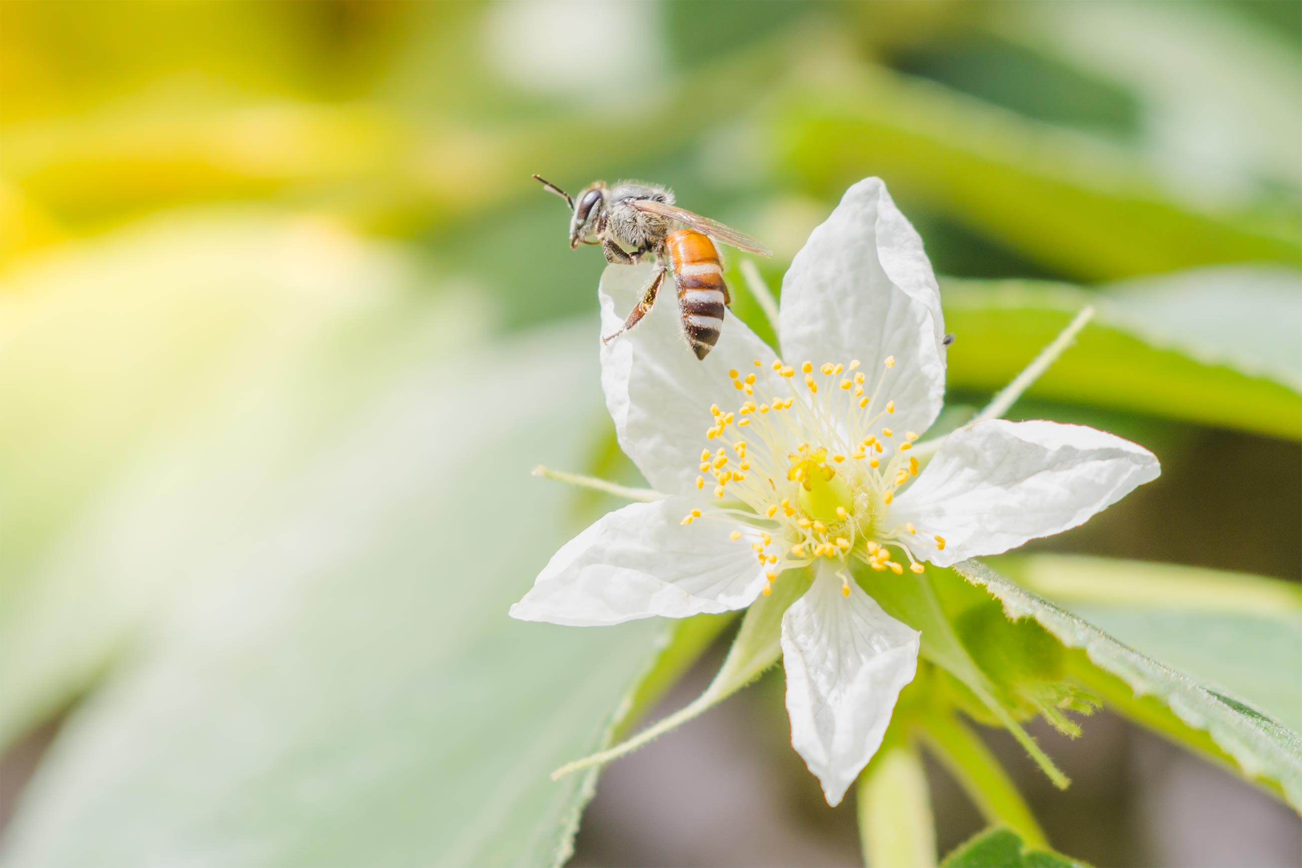 A honey bee with flower photo