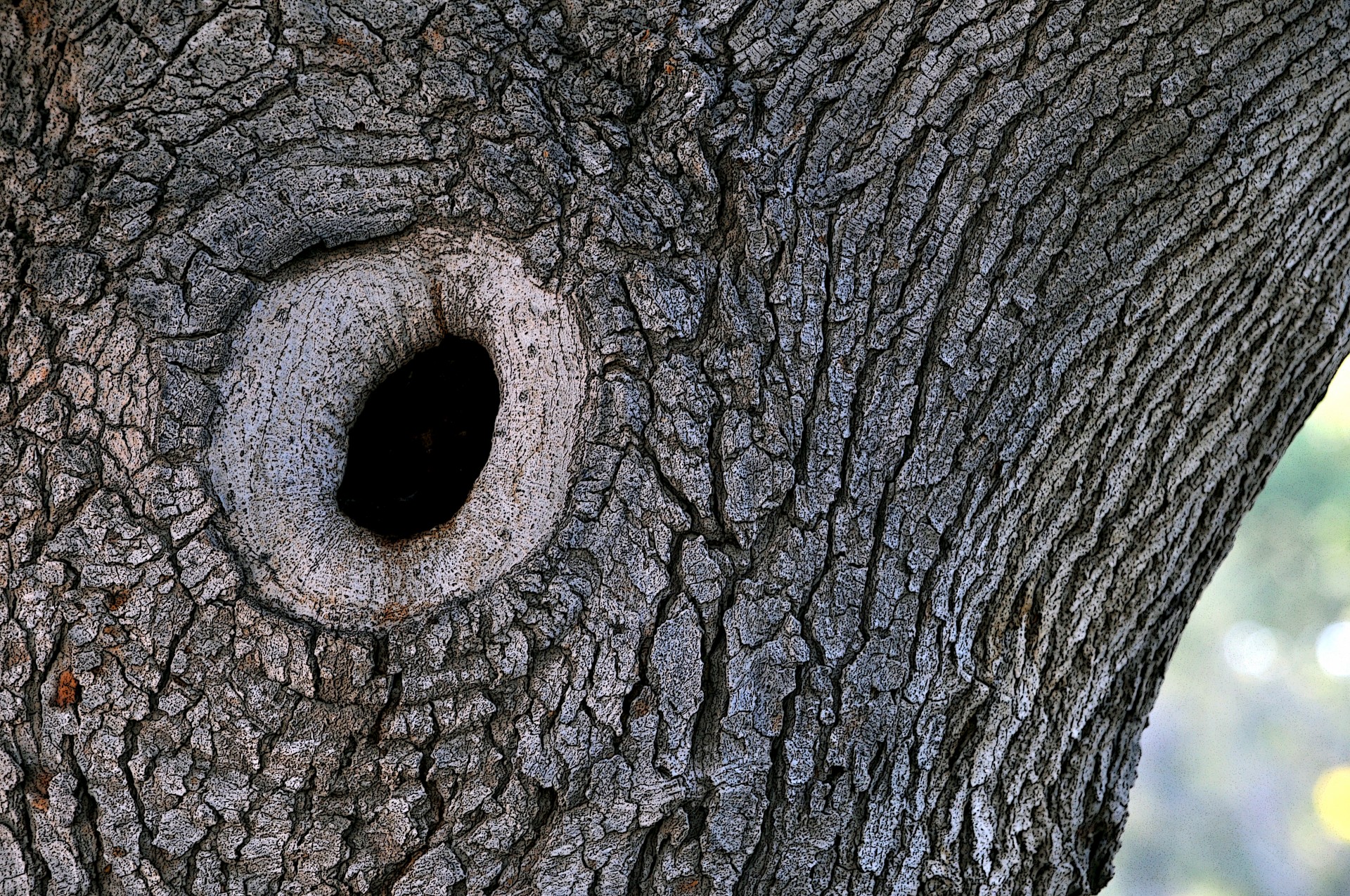 Tree Knothole Free Stock Photo - Public Domain Pictures