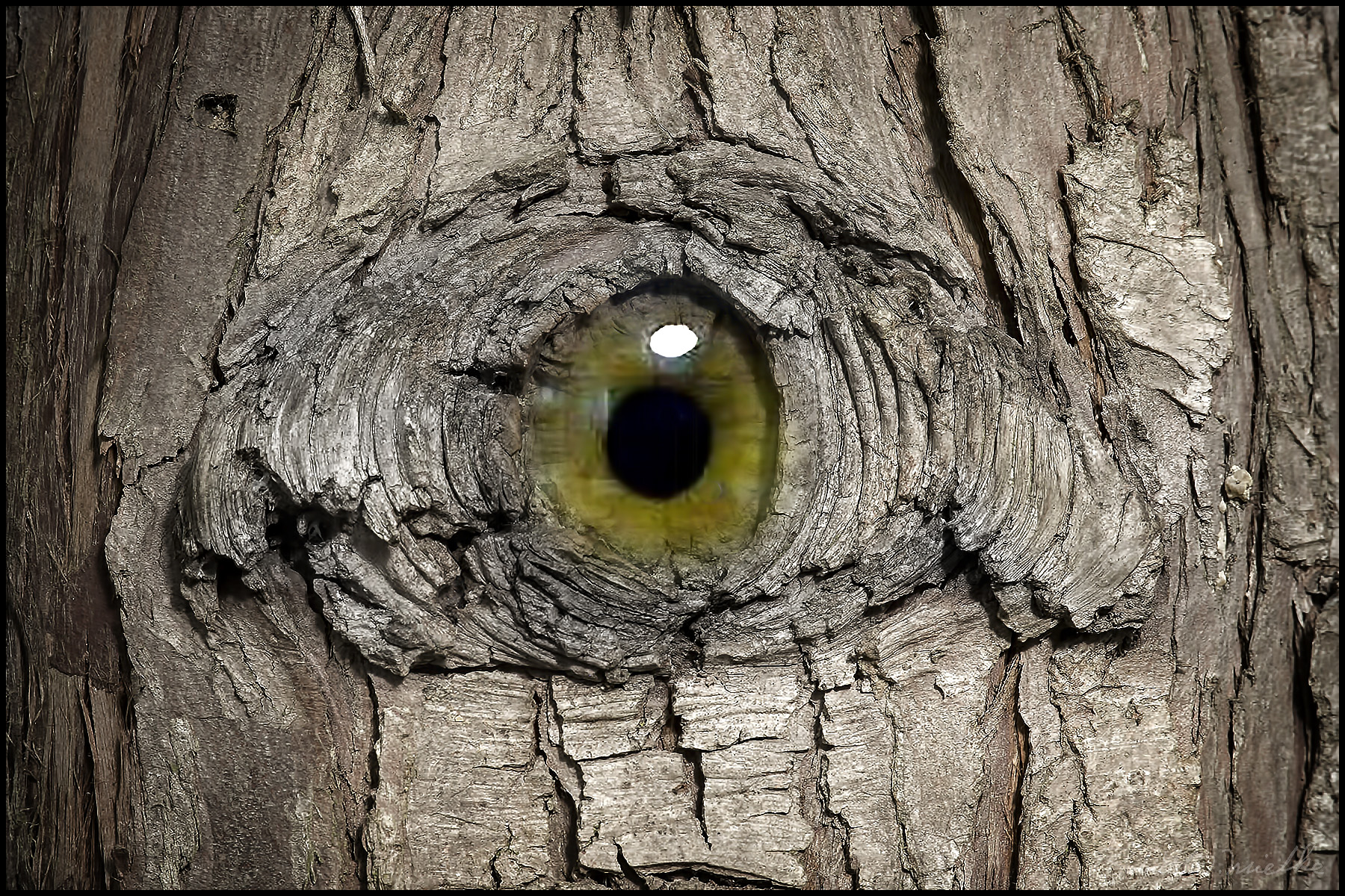Once Upon A Knothole… |