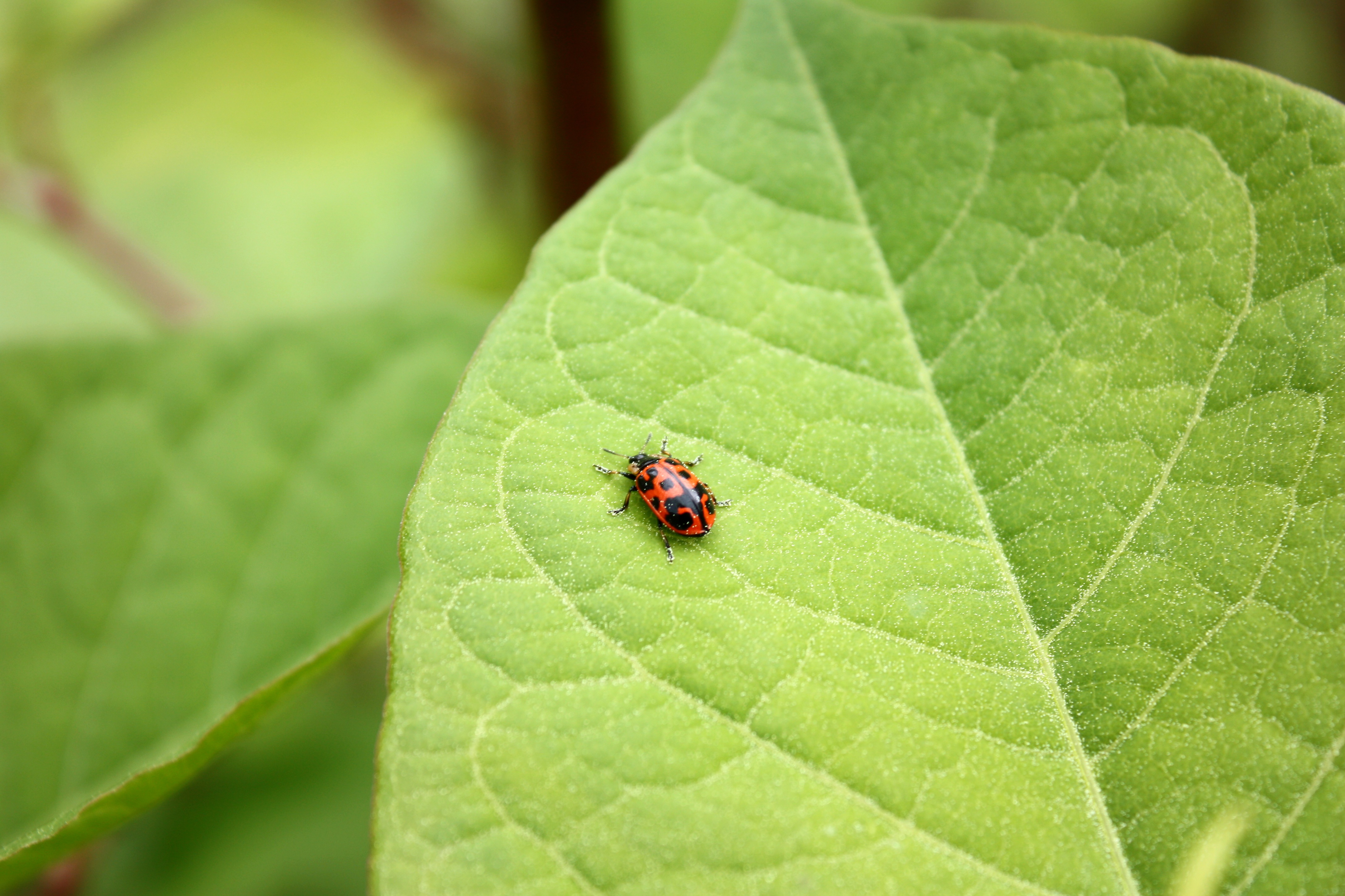 A ladybug on a large green leaf photo