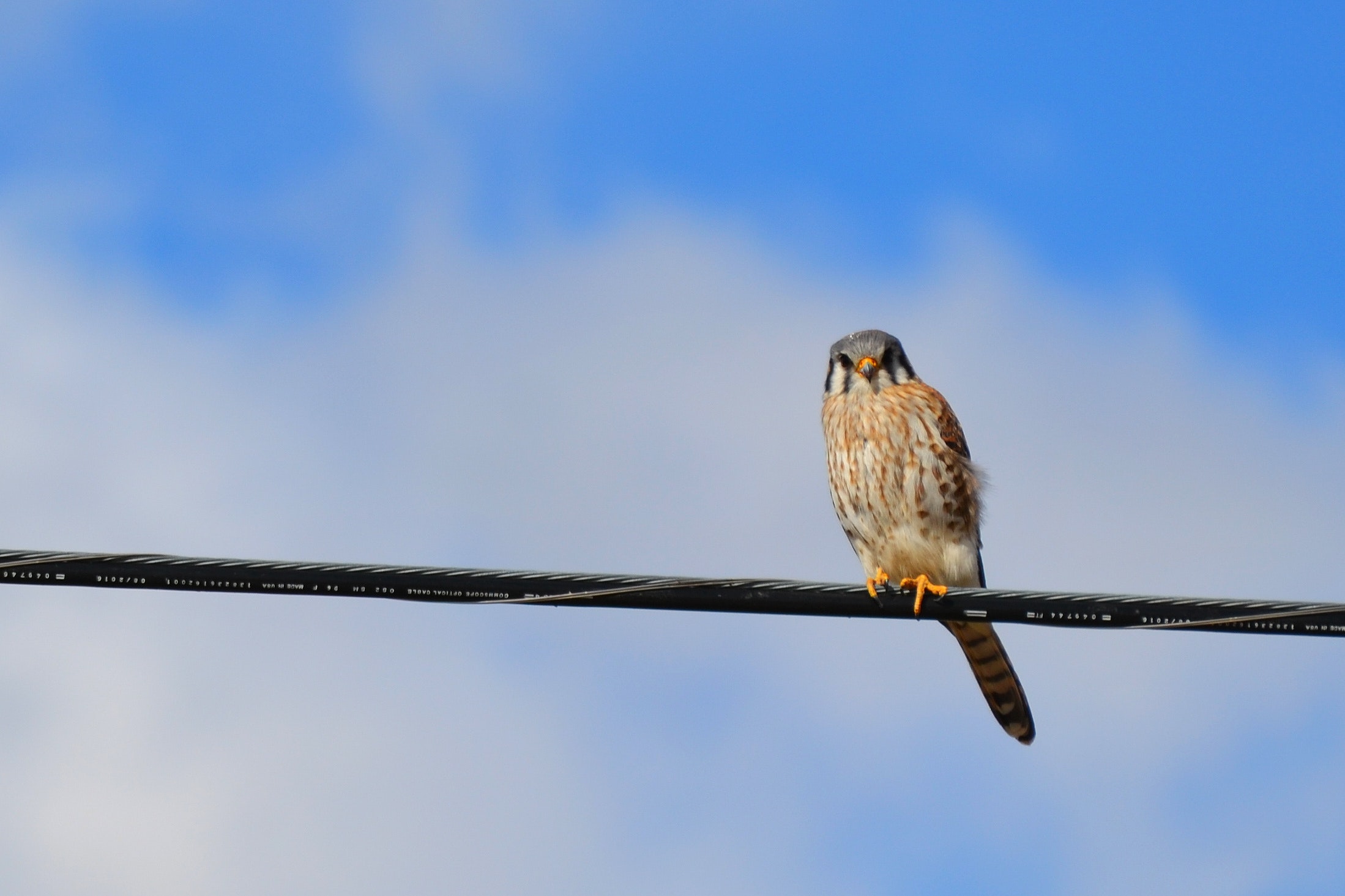 A little bird sitting on a wire photo