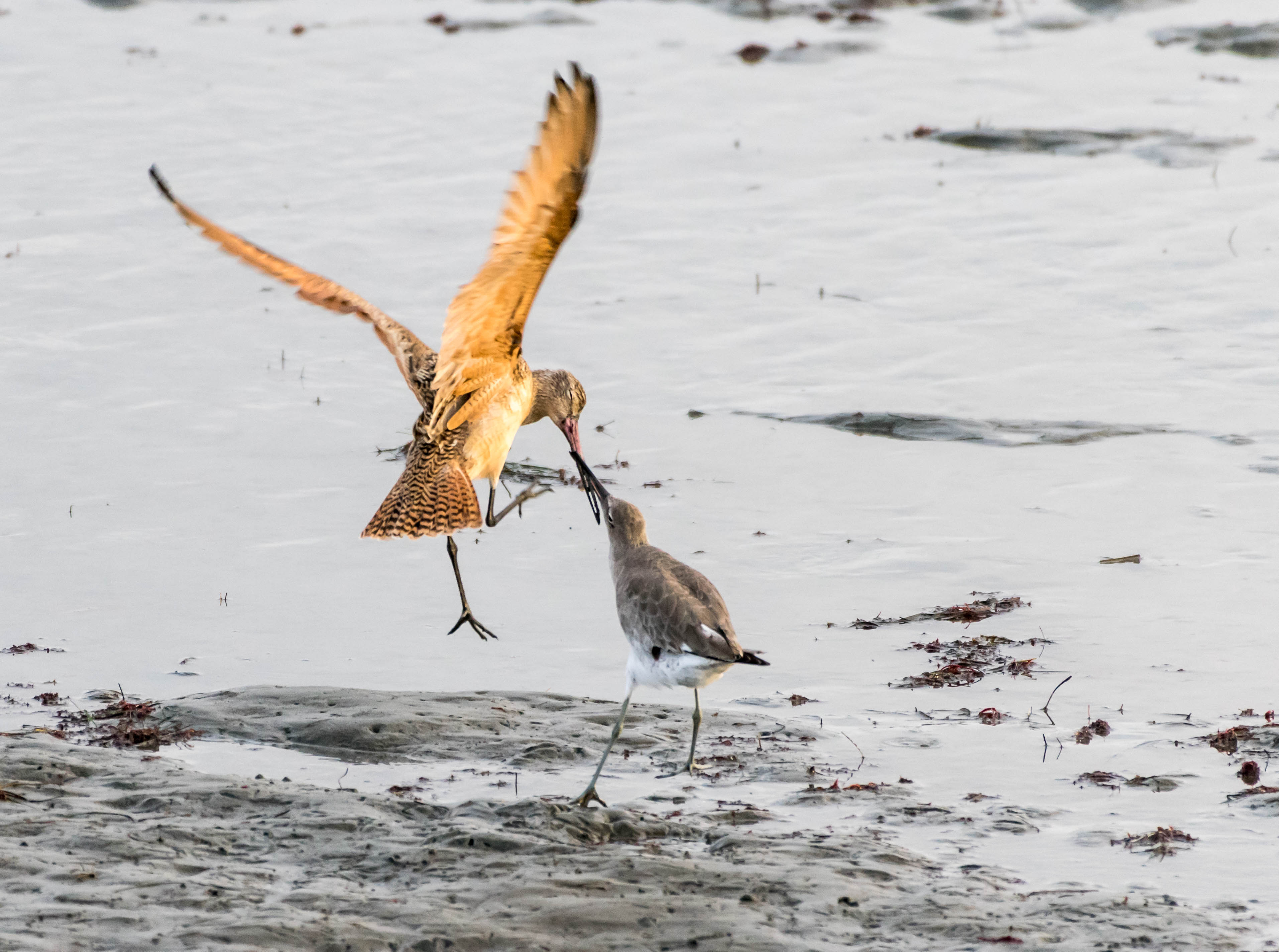 A marbled godwit and willet do battle photo