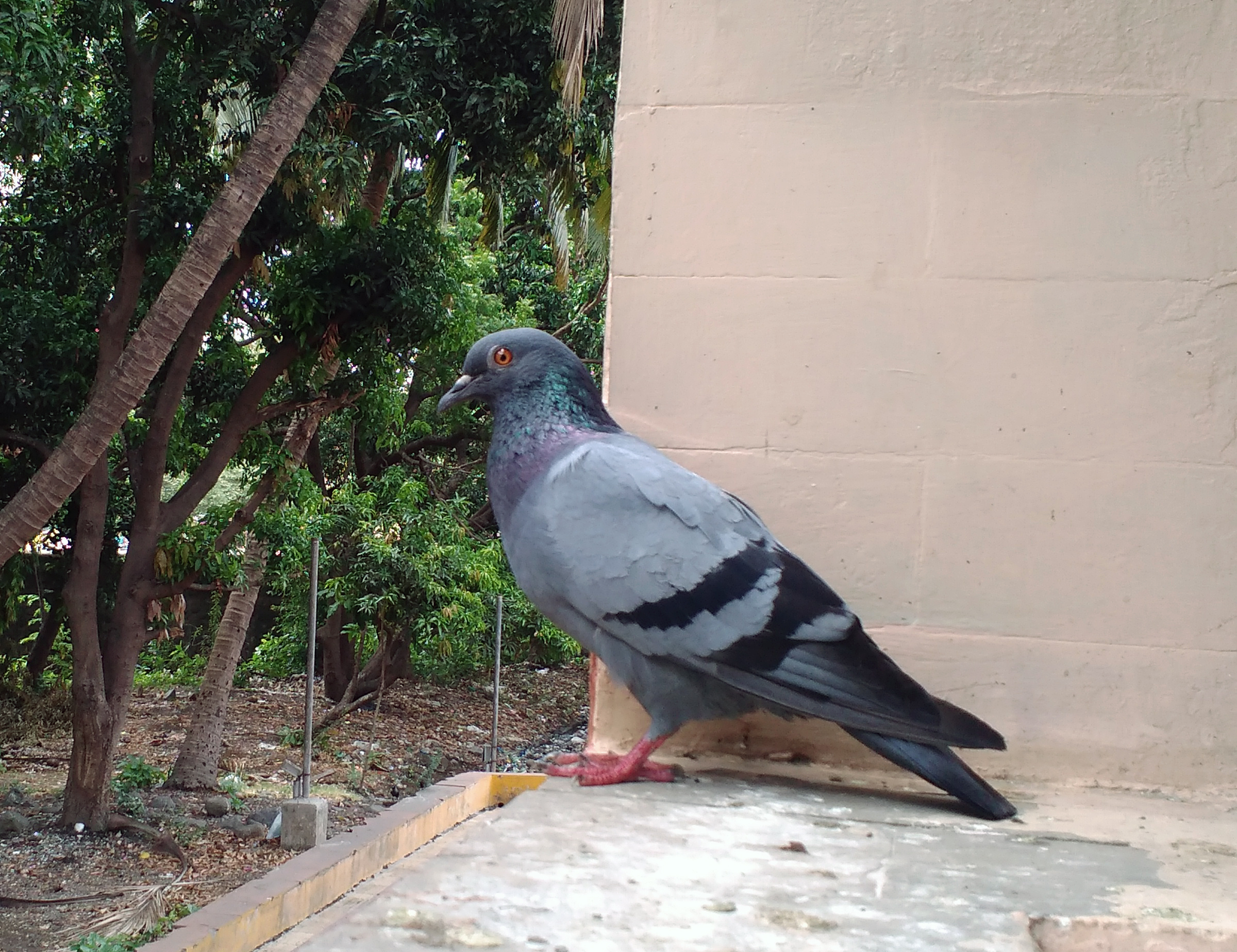 A pigeon bird (columbidae) photo