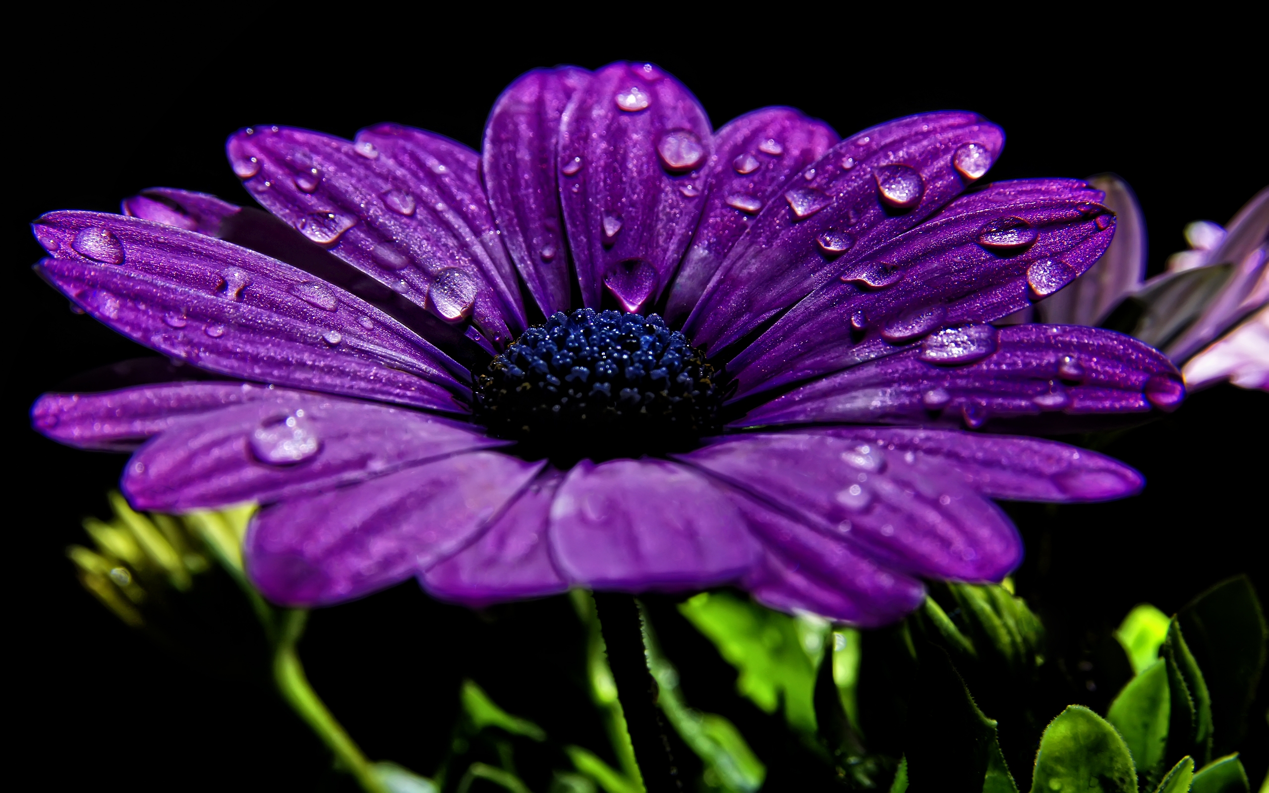Free Photo Purple Flower Flower Purple Free Download Jooinn