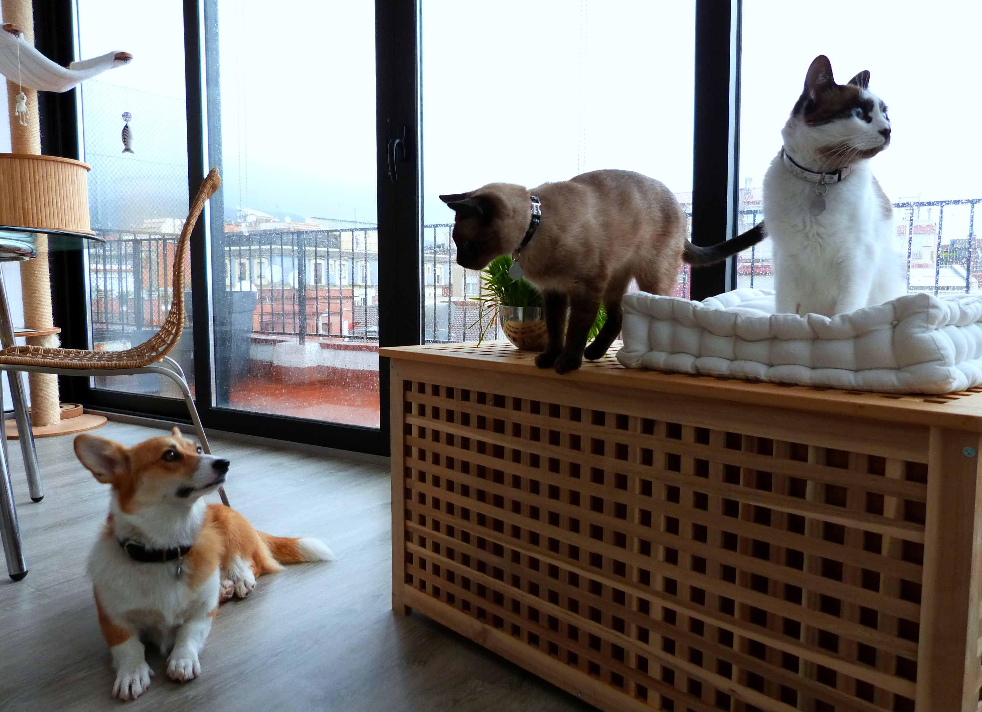A rainy day in our little aquarium, Animal, Cat, Day, Dog, HQ Photo