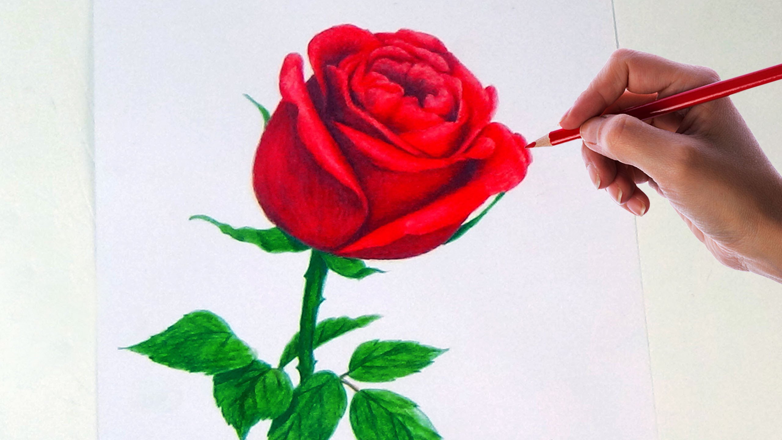 Drawing A Rose Flower With Simple Colored Pencils | - YouTube