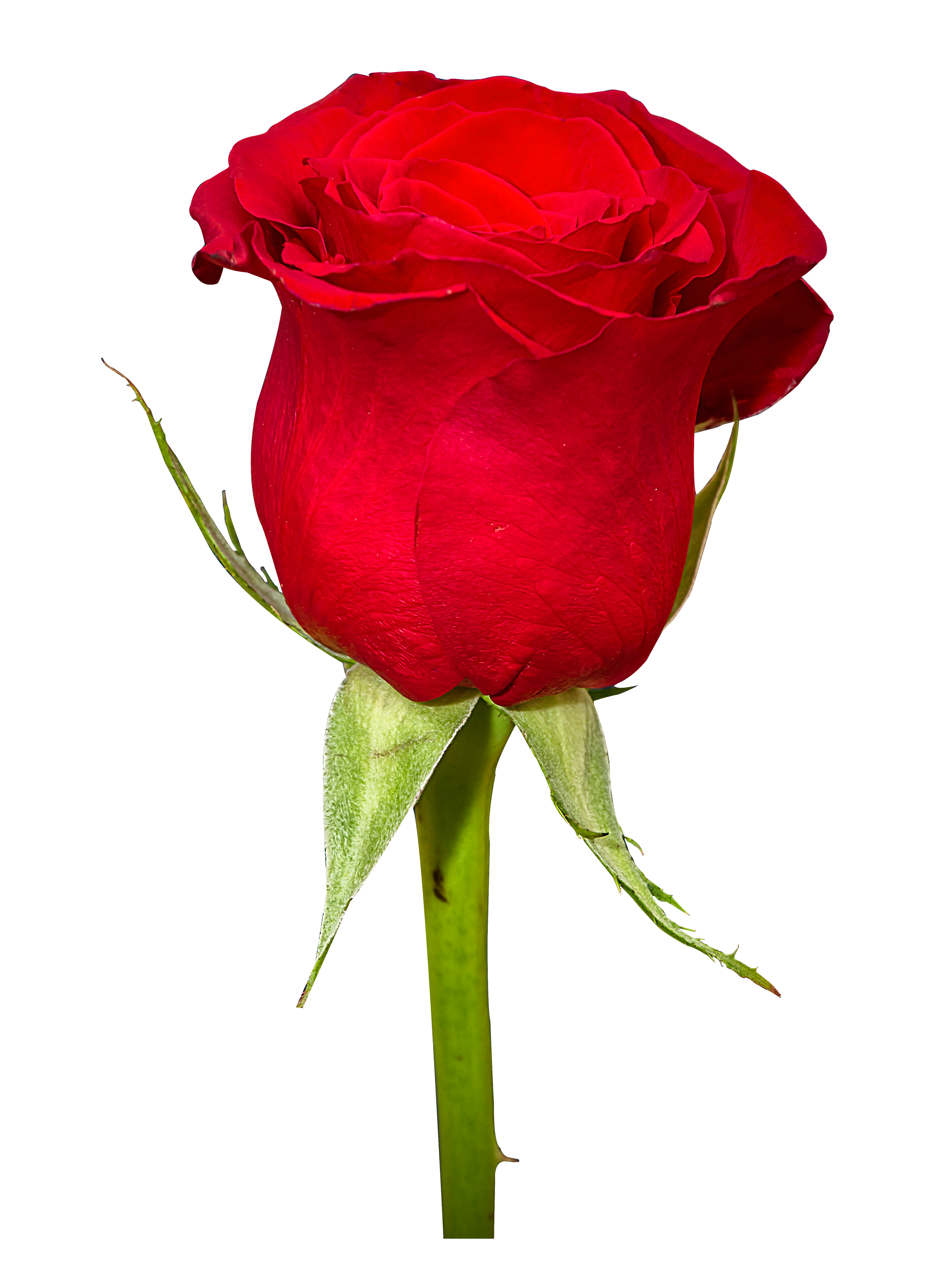 Rose Flower Images (24)