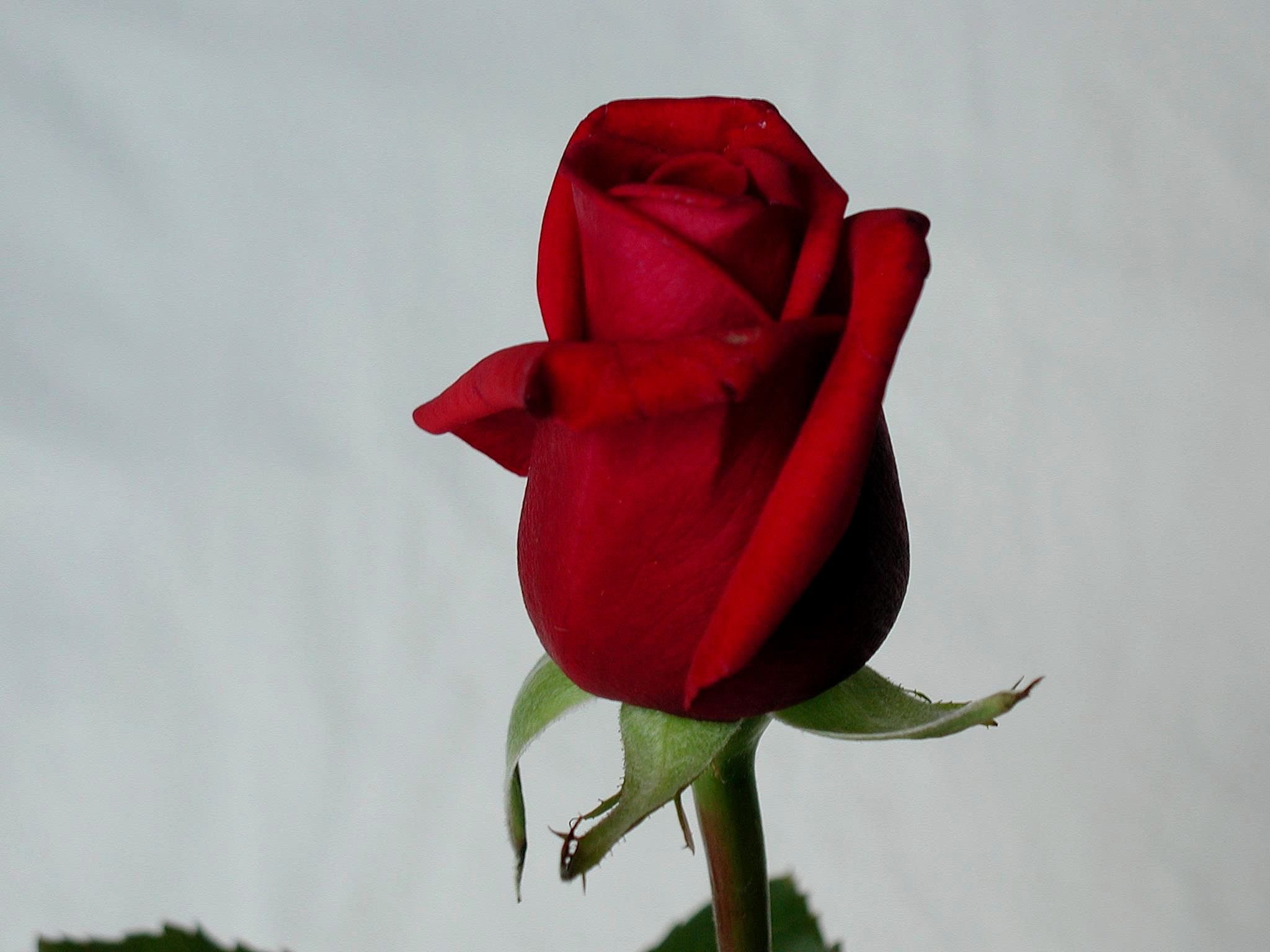 Free picture: rose, flower