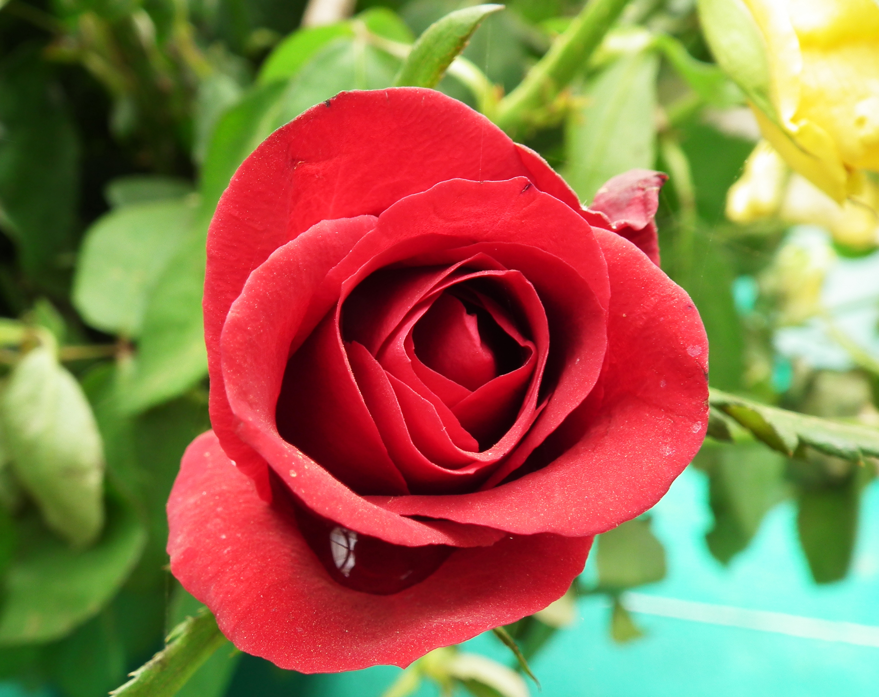File:Rose flower at the Lalbaghgarden Bangalore.jpg - Wikimedia Commons