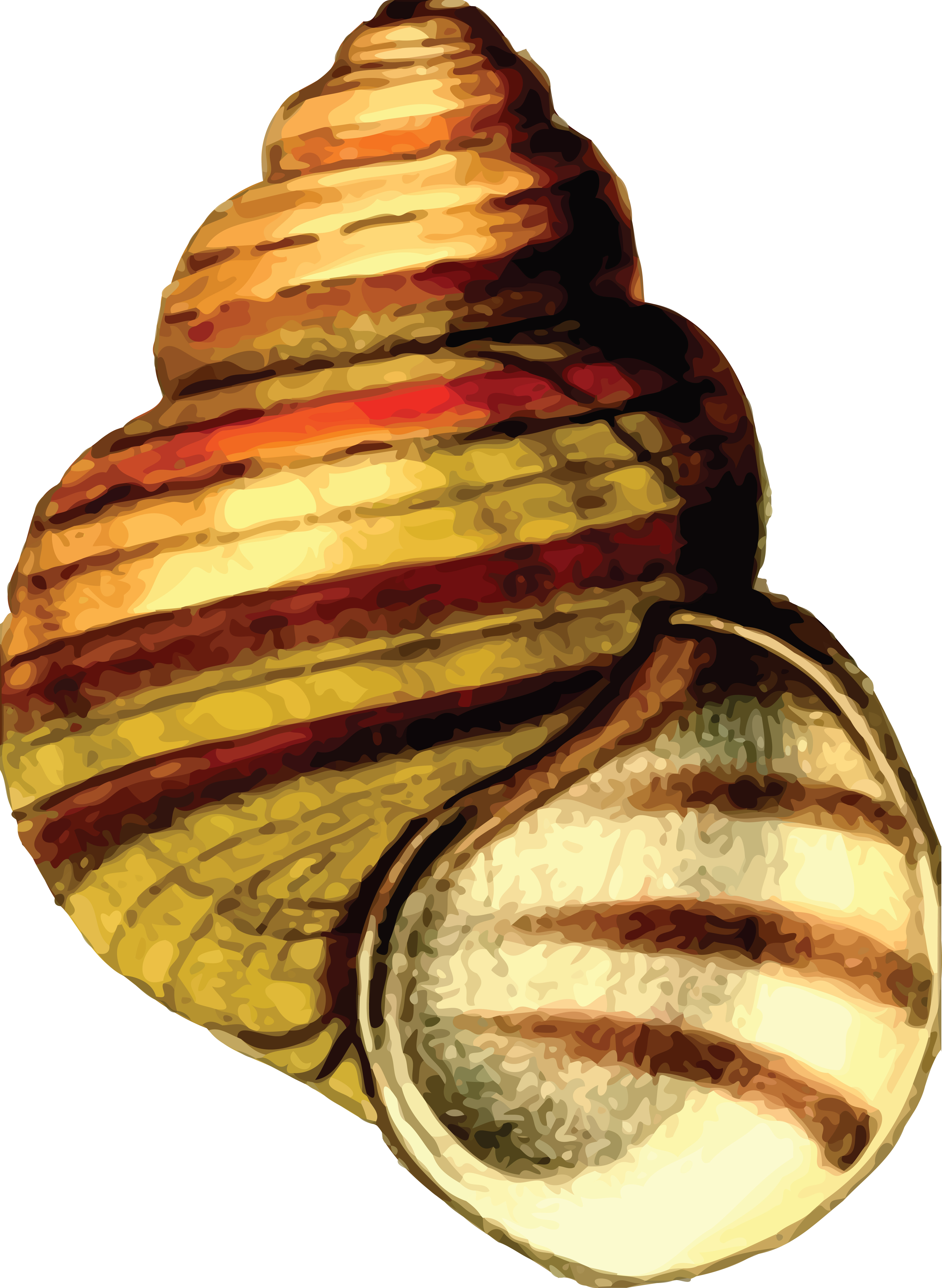 A sea shell photo