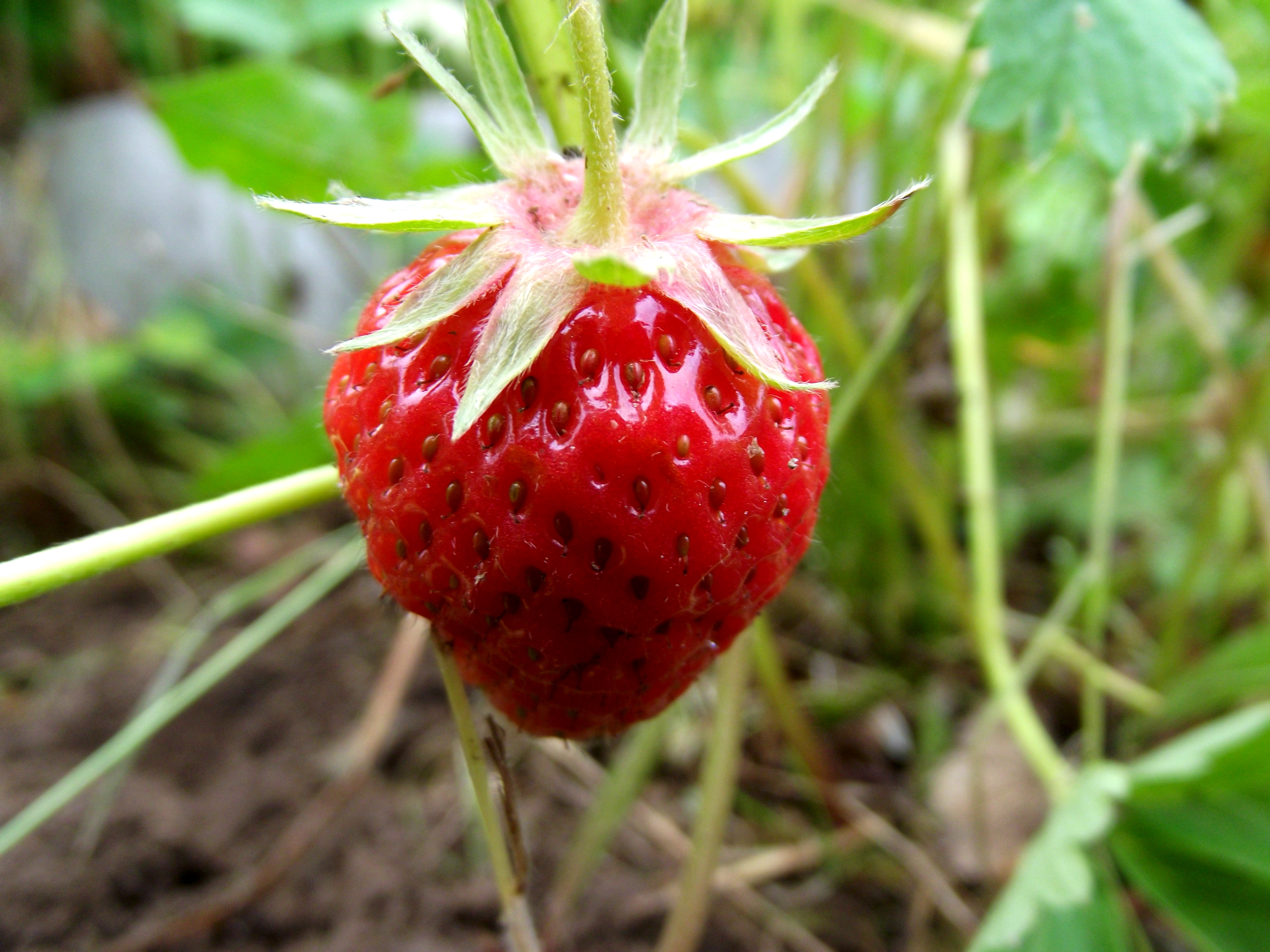 A single strawberry, Beautiful, Berry, Food, Fruit, HQ Photo