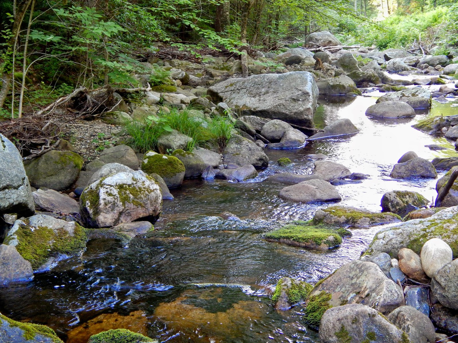 Small Stream Reflections: A Little Mountain Stream, July 2014
