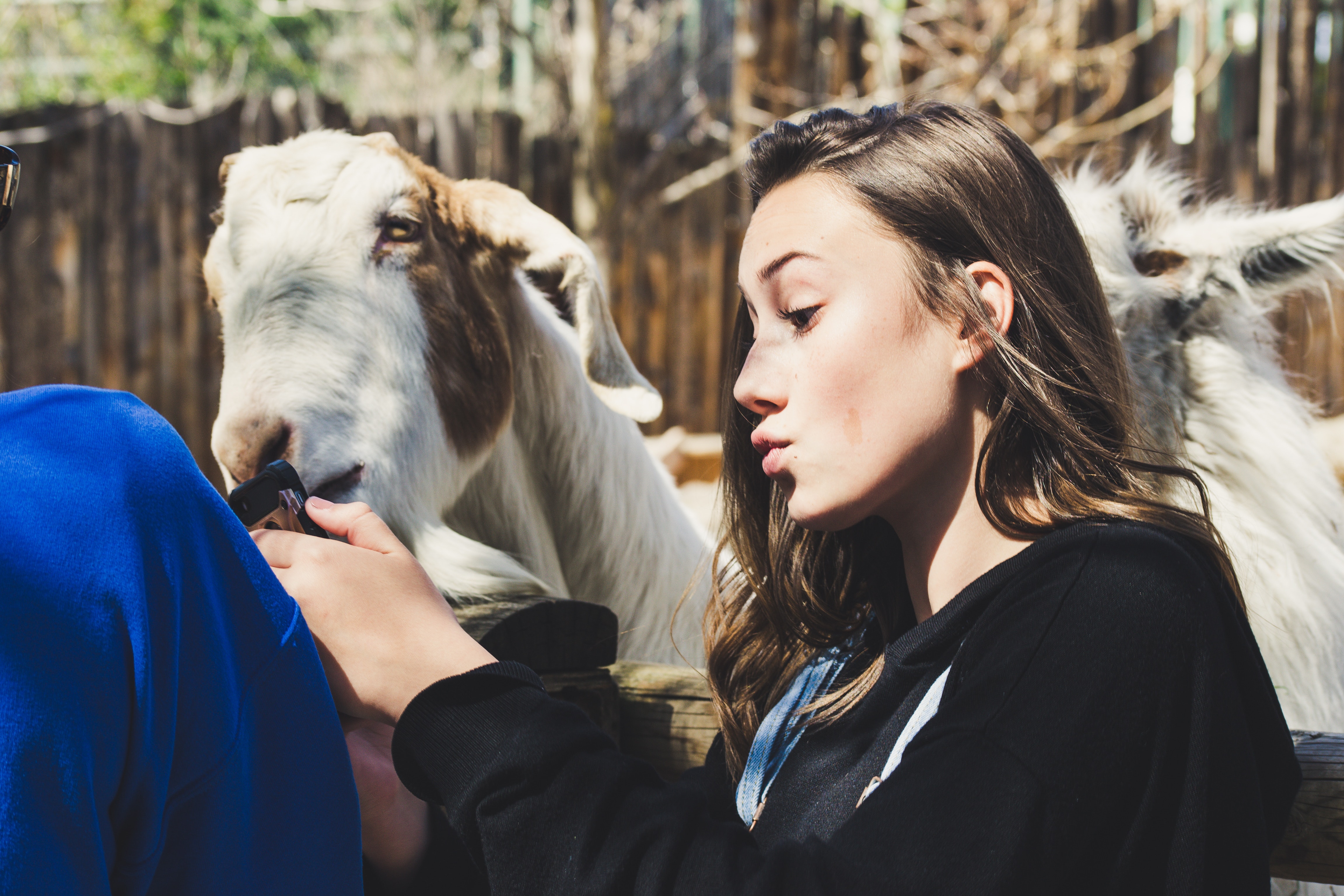 A smiling girl in a black sweatshirt takes a photo of a goat in the zoo